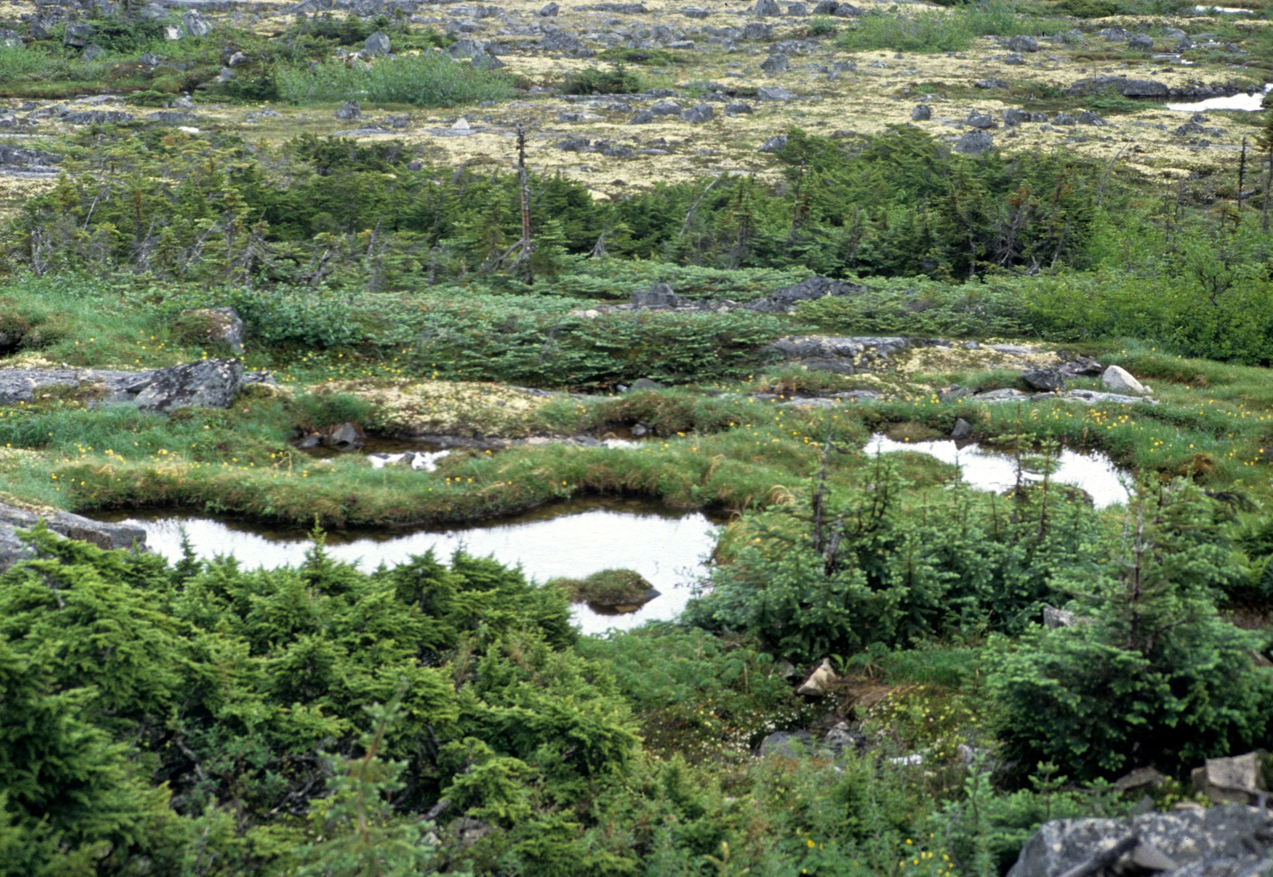 YUKON - TUNDRA WITH DWARD BLACK FIR COMMUNITY.jpg