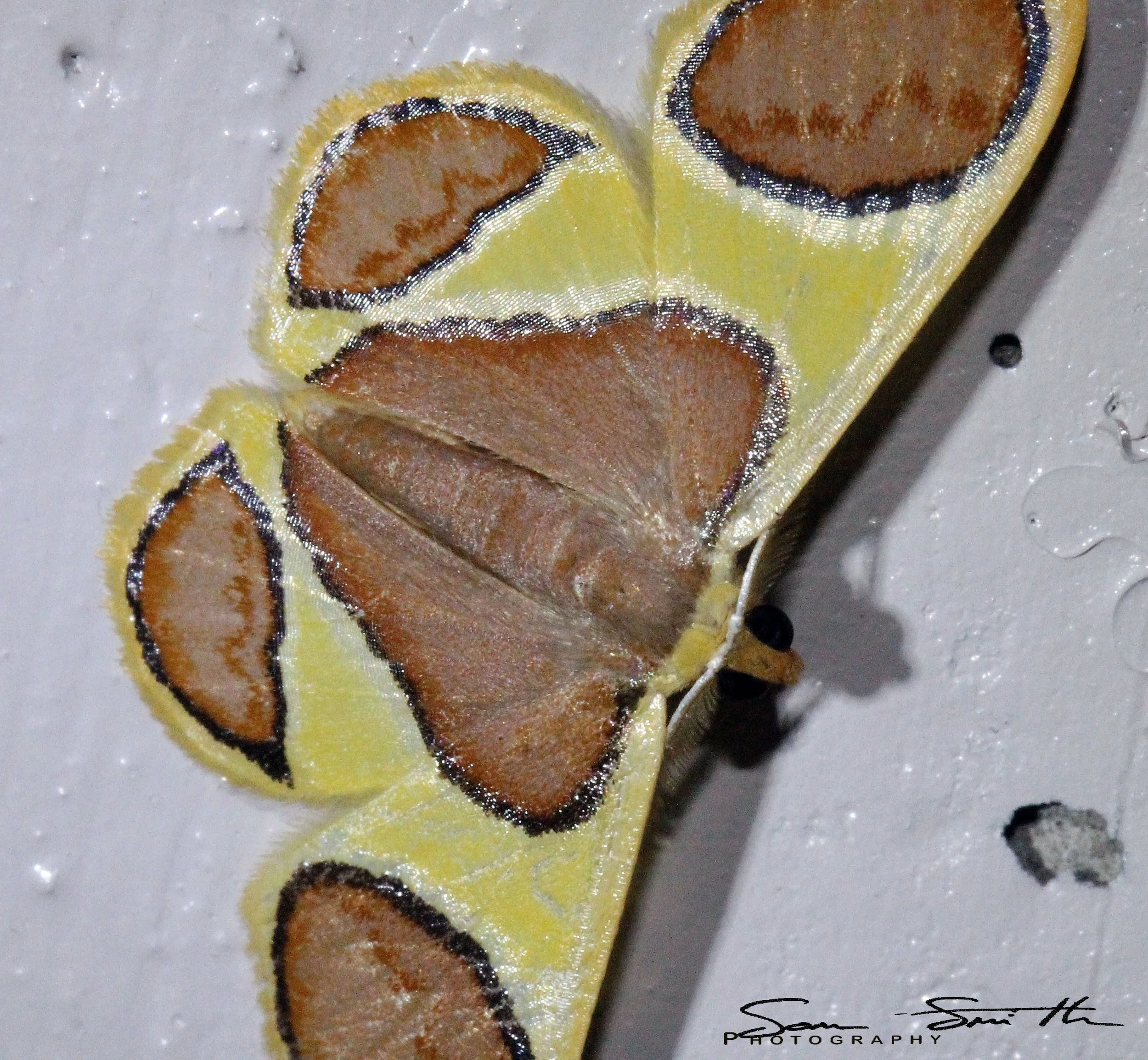 Geometridae - Plutodes flavescens - Koh Lanta The Other Side Villas