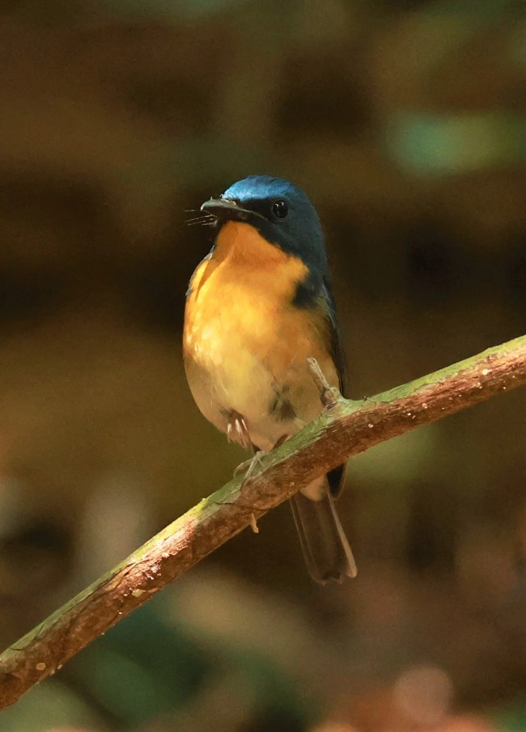 FLYCATCHER - LARGE BLUE FLYCATCHER - Cyornis magnirostris - Si Phang Nga National Park, Thailand Feb 18-19, 2023 (85).jpg