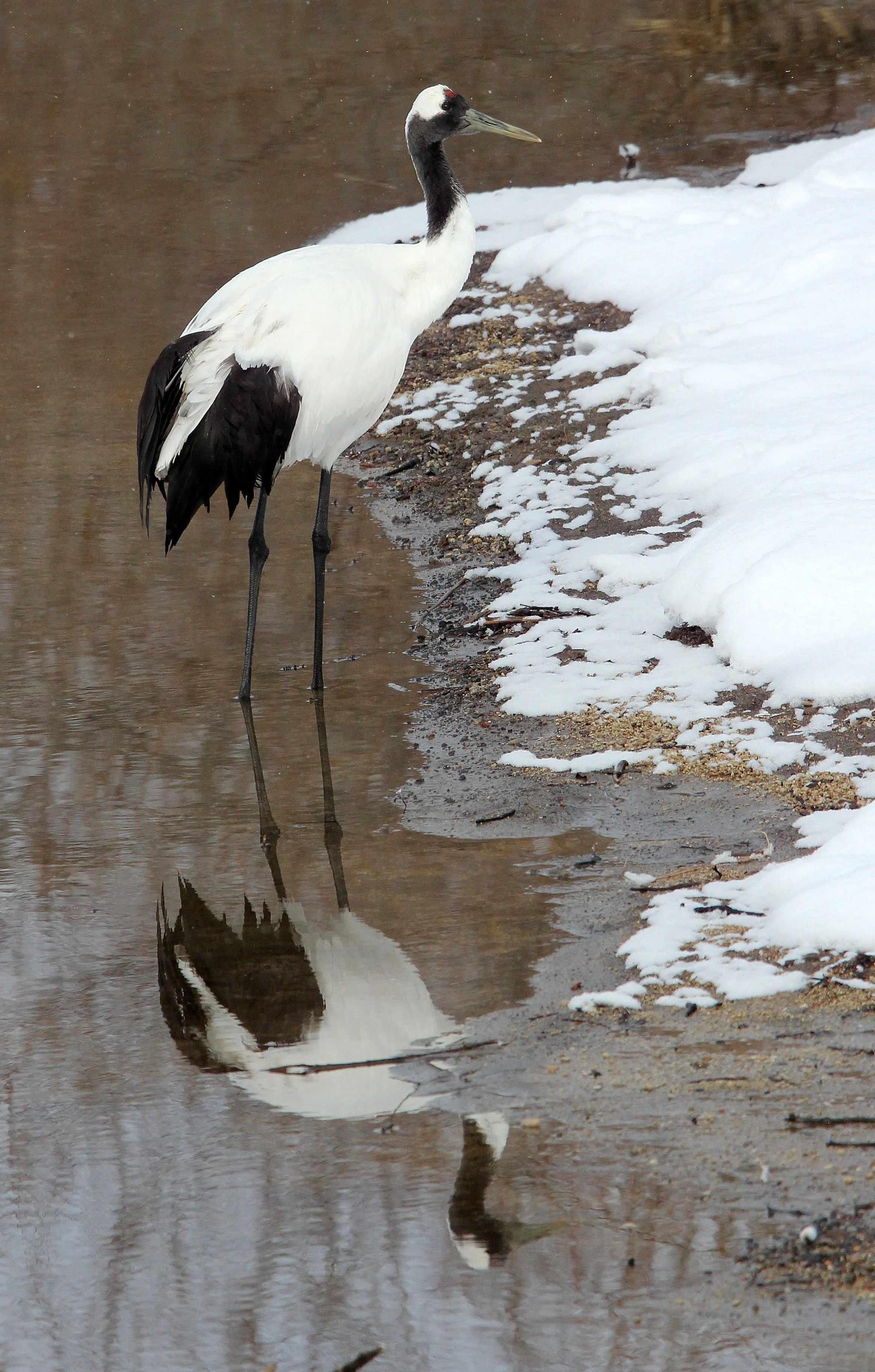 BIRD - CRANE - JAPANESE RED-CROWN CRANE - OTOWABASHI SETSUGAWA - HOKKAIDO JAPAN (15).JPG