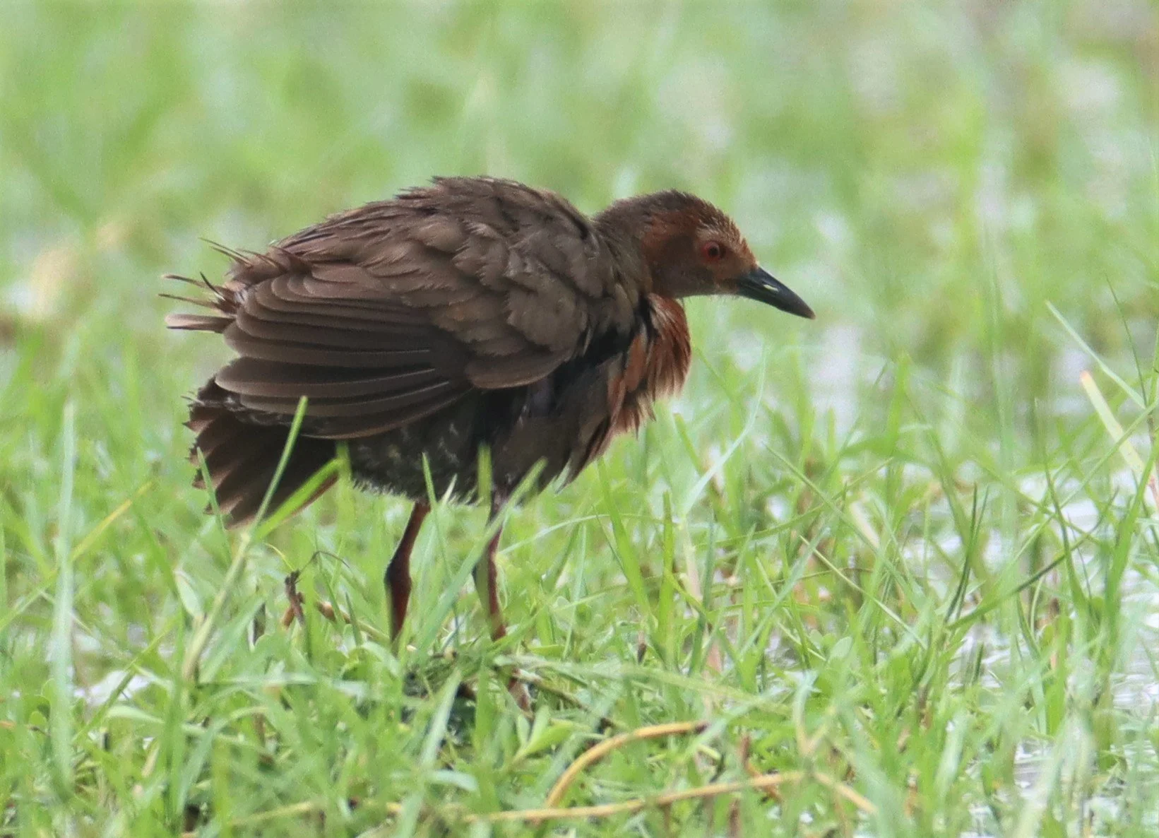 Ruddy-breasted Crake (Porzana fusca) Khao Sam Roi Yod NP Thailand (30).jpg