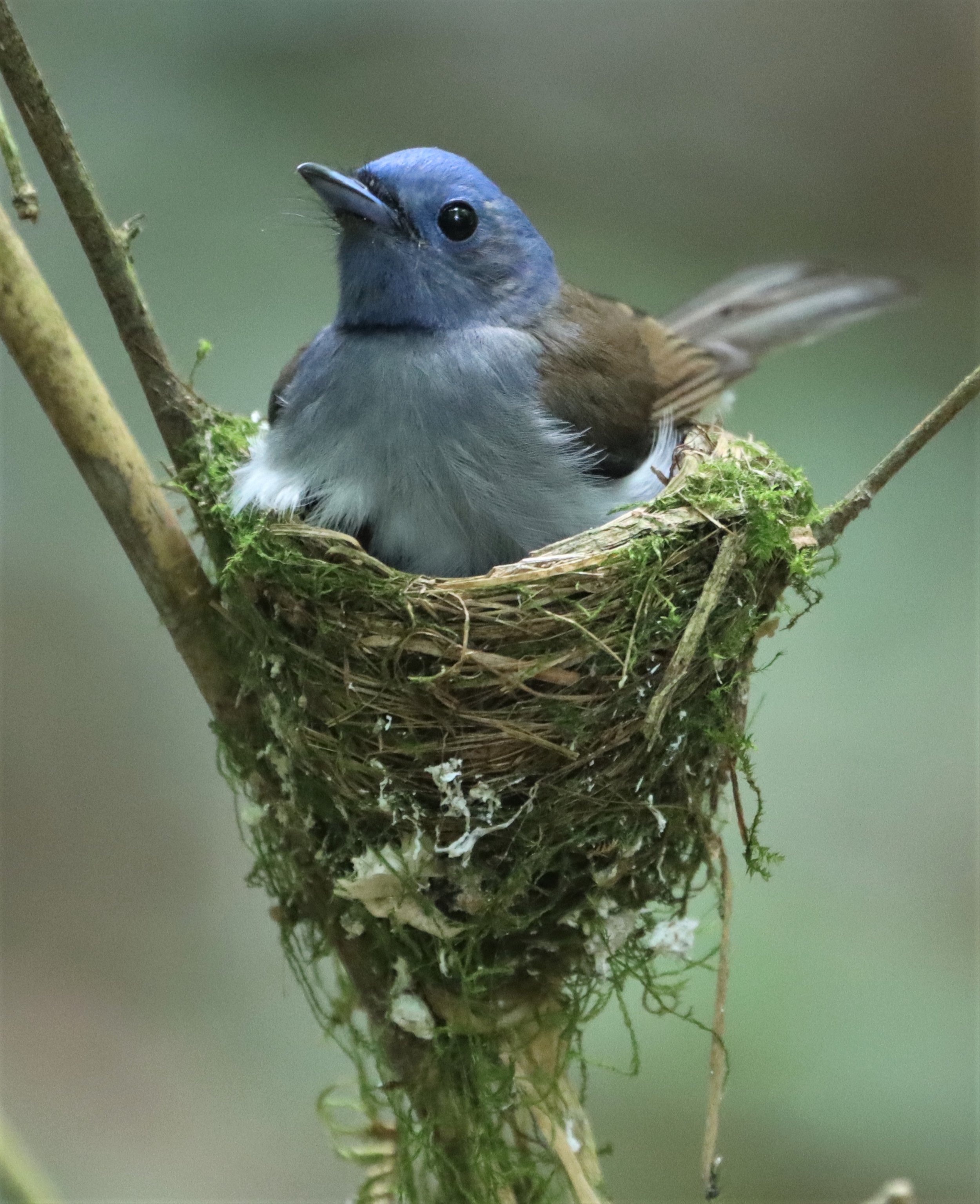 MONARCH - BLACK-NAPED MONARCH - NESTING FEMALE AT KAENG KRACHAN NP (8).jpg