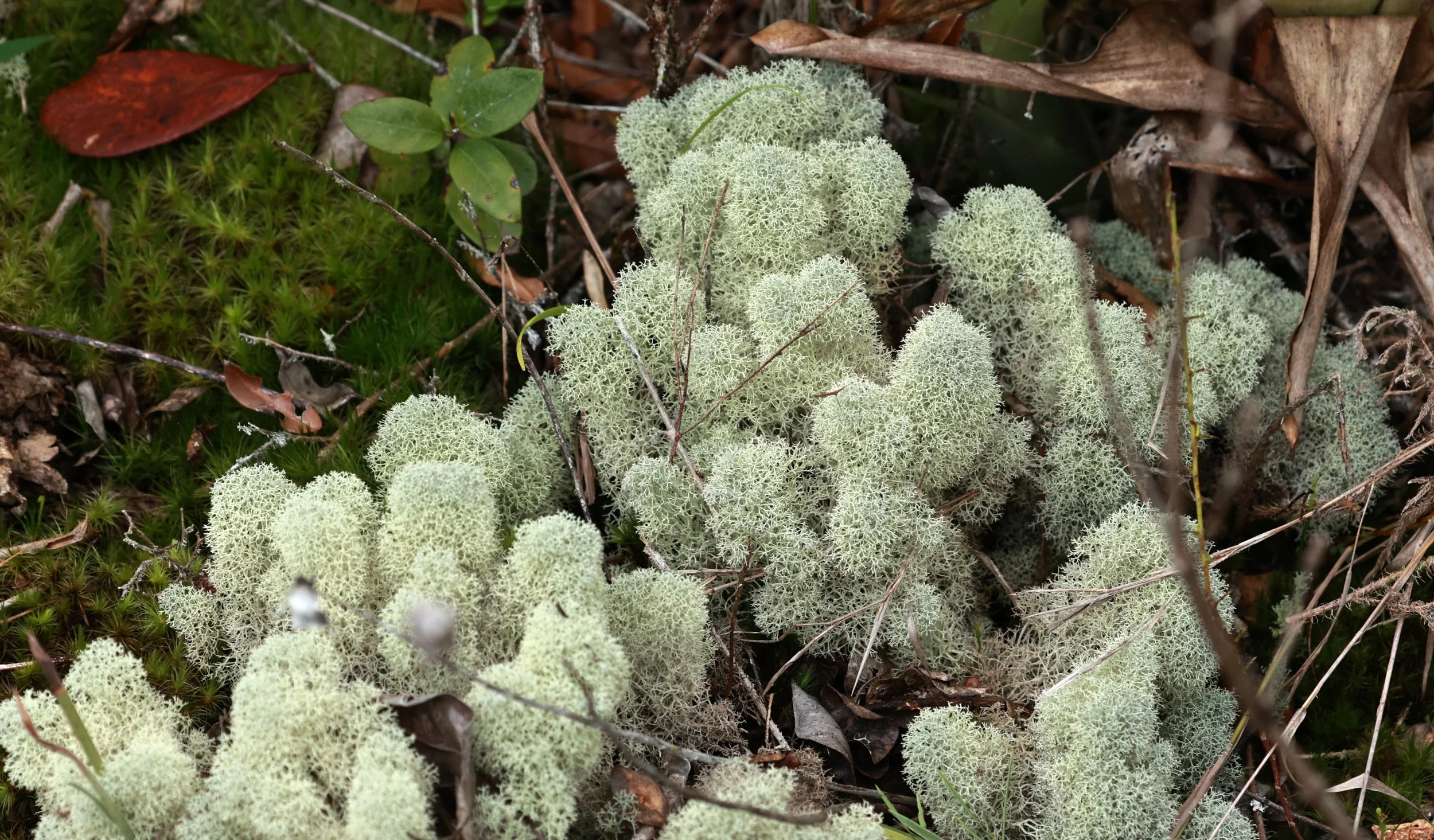 Cladonia species - type of Reindeer Lichen - Superagüi National Park, Brazil  