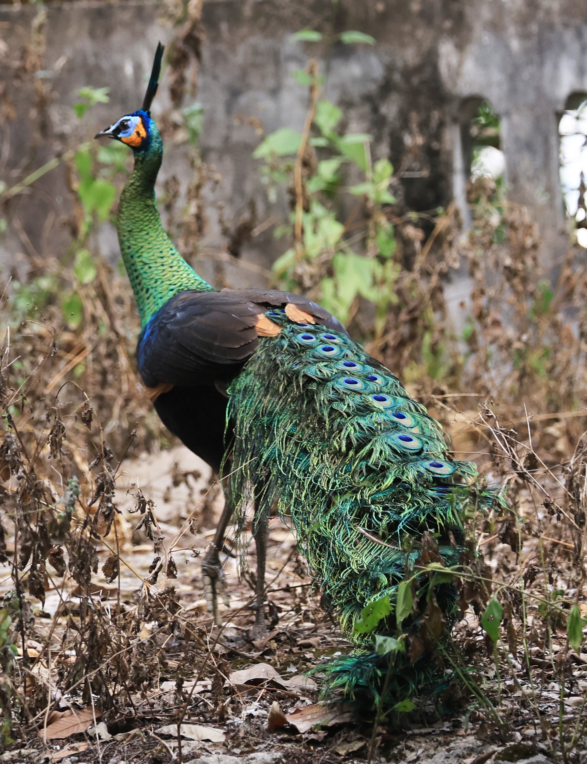 Green Peafowl (Pavo muticus) Doi Butsarakham Phayao Province (6).jpg