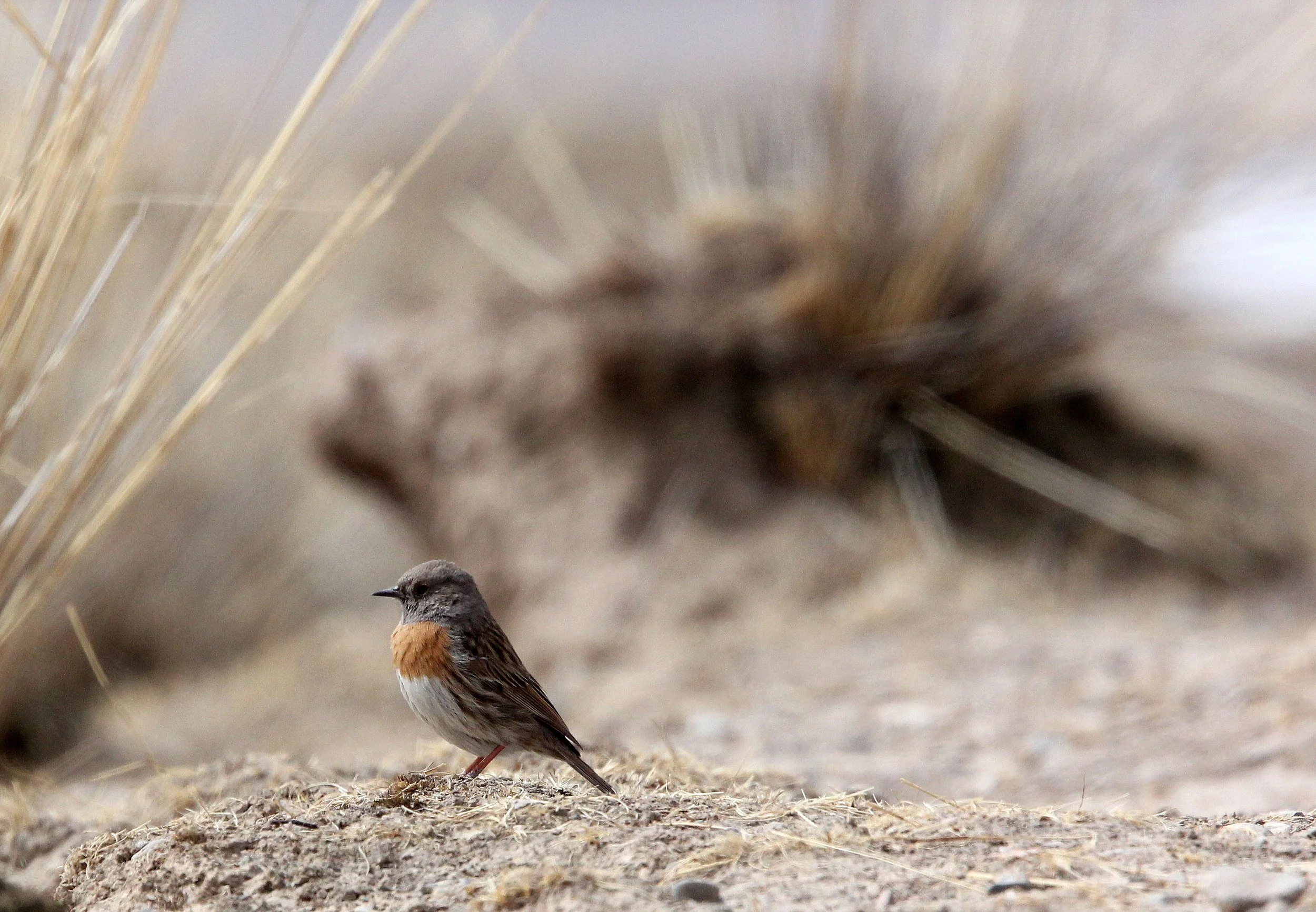 Robin Accentor (Prunella rubeculoides) Qinghai Lake China (2).JPG