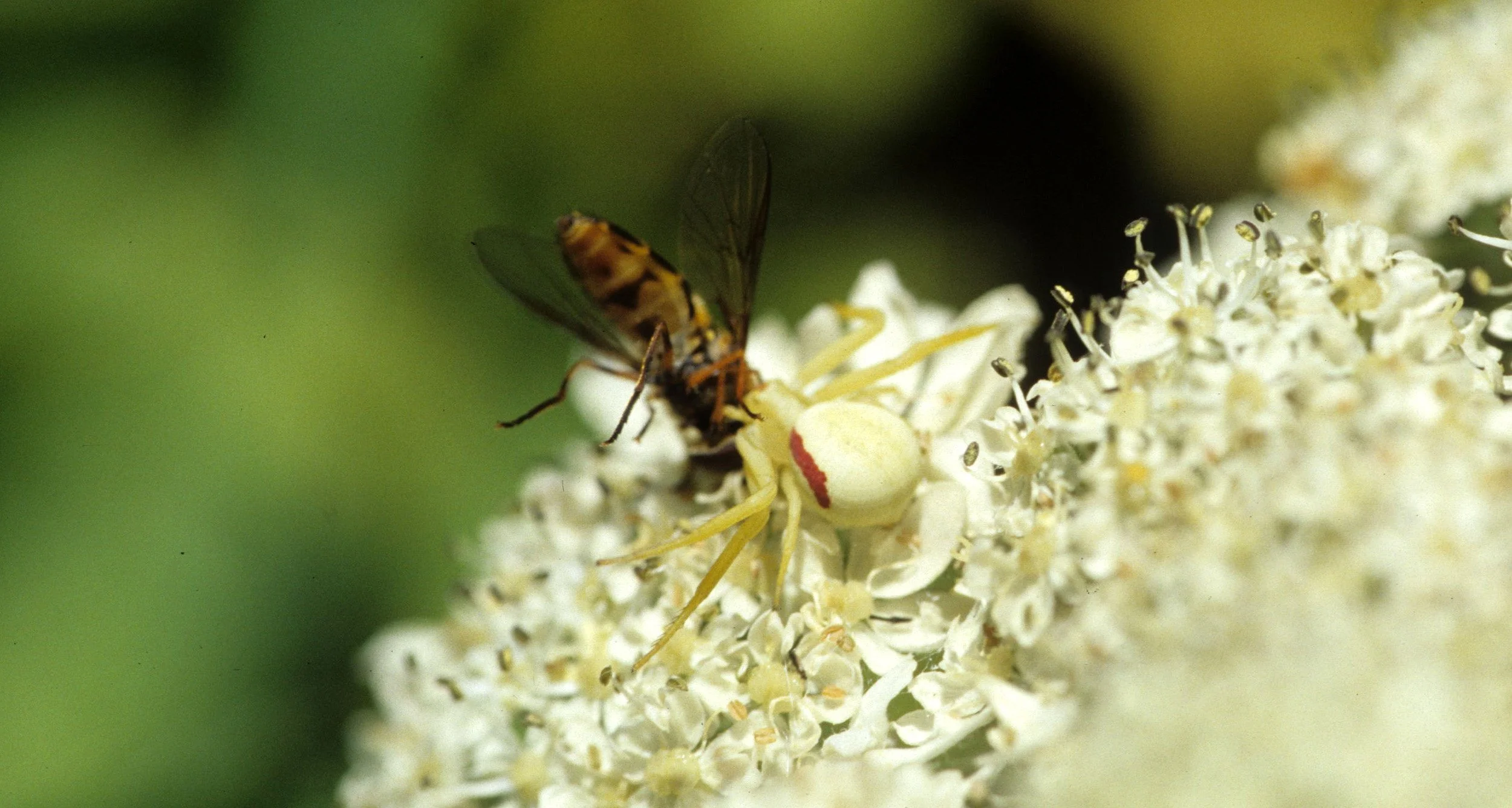 INVERTS - ARACHNID - PREDATIOUS SPIDER - ONP.jpg