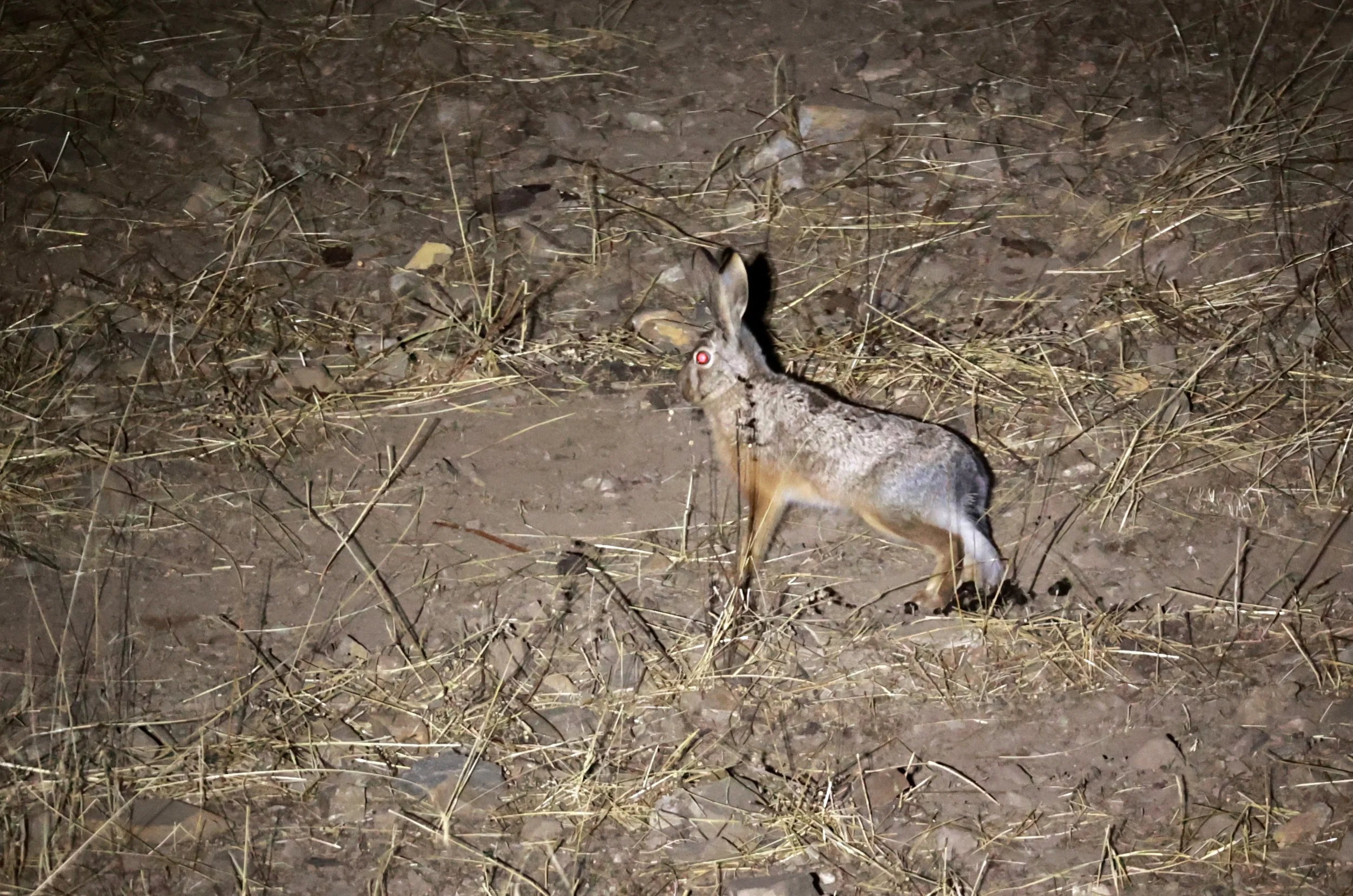 Woolly Hare (Lepus oiostolus) Ruoergai County, Tibetan Plateau, Sichuan China (3).jpg