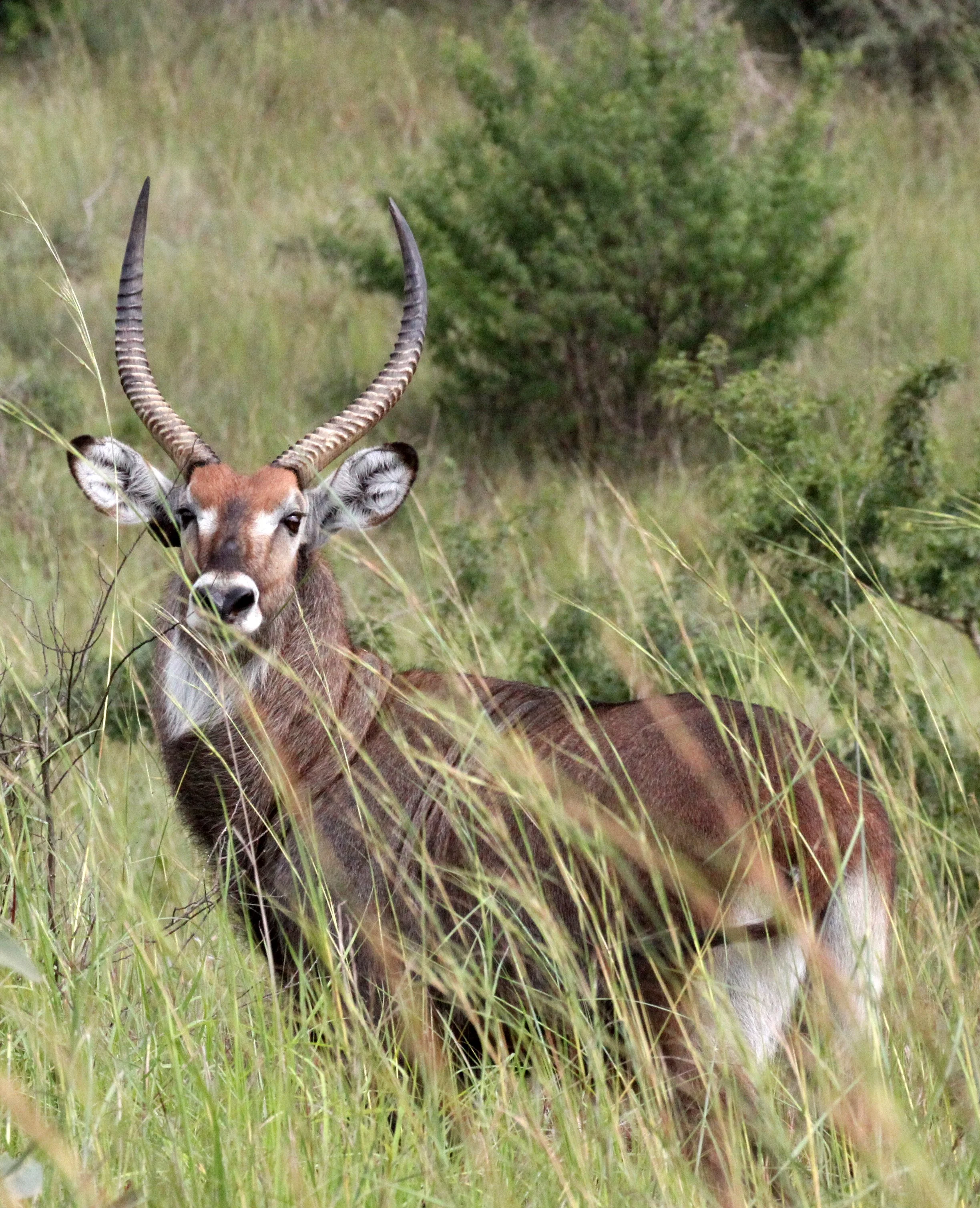WATERBUCK - DEFASSA'S WATERBUCK - Kobus defassa - MURCHISON FALLS NP UGANDA (8).JPG