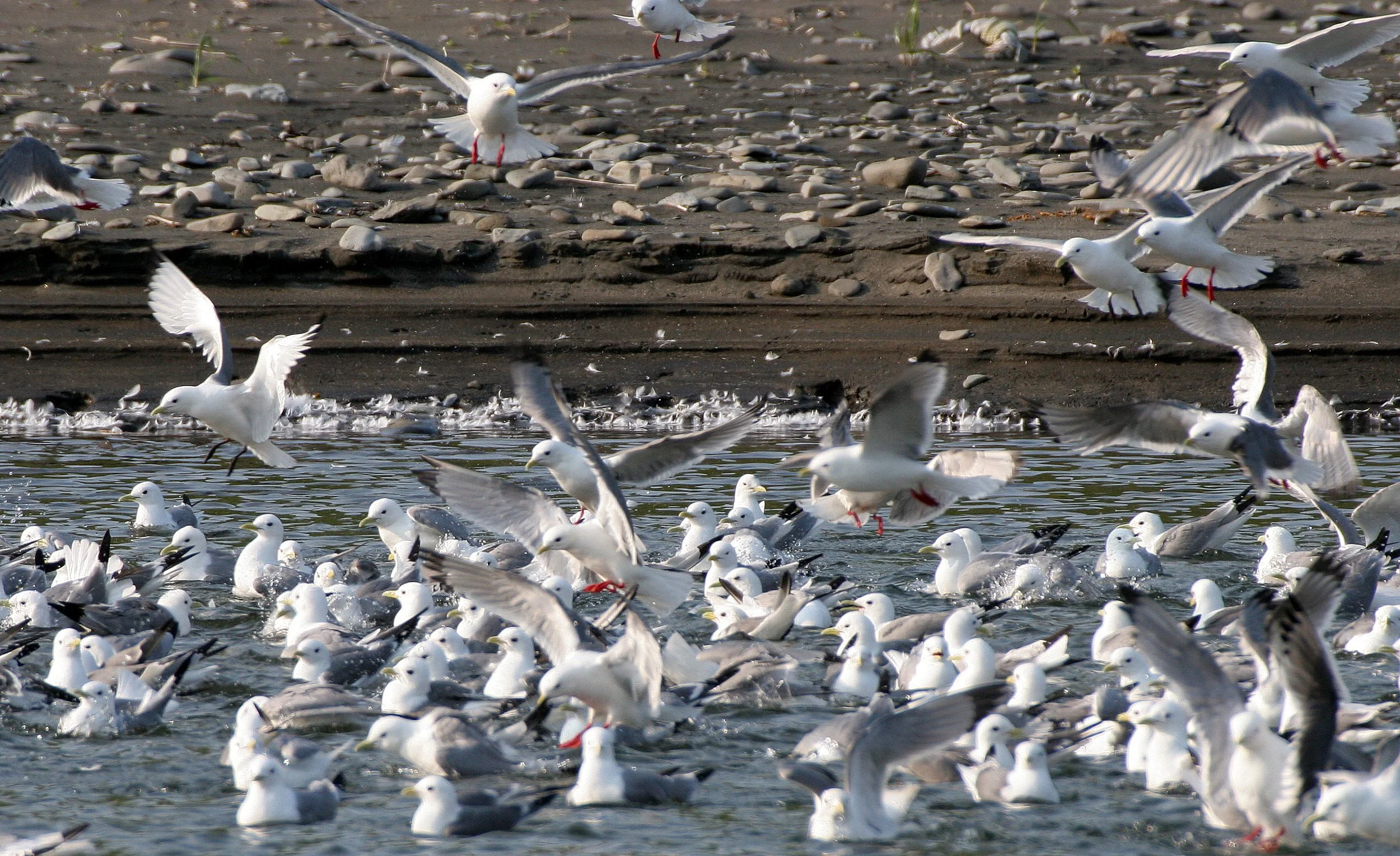 BIRD - KITTIWAKE - RED-LEGGED - COMMANDORSKY (13).jpg