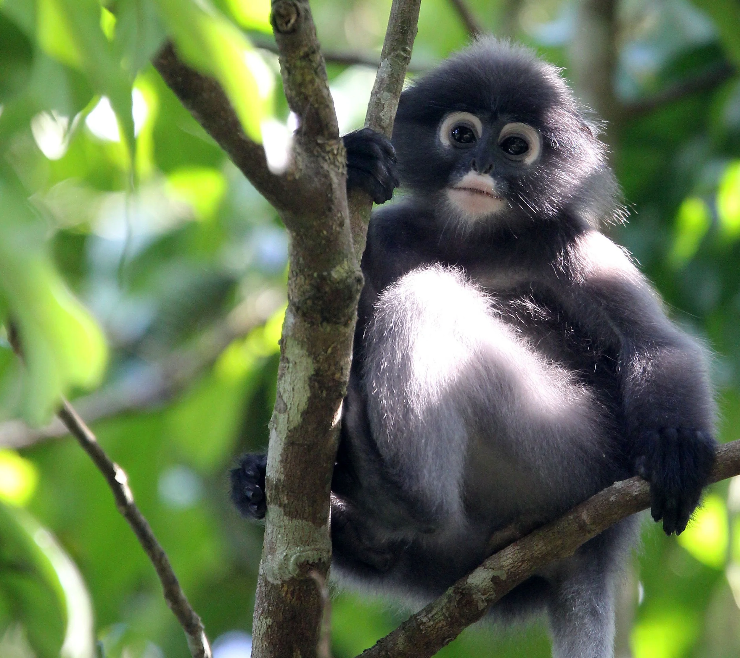CERCOPITHECIDAE - Trachypithecus obscurus flavicauda - DUSKY LANGUR - SOMS - KAENG KRACHAN NP THAILAND (56).JPG