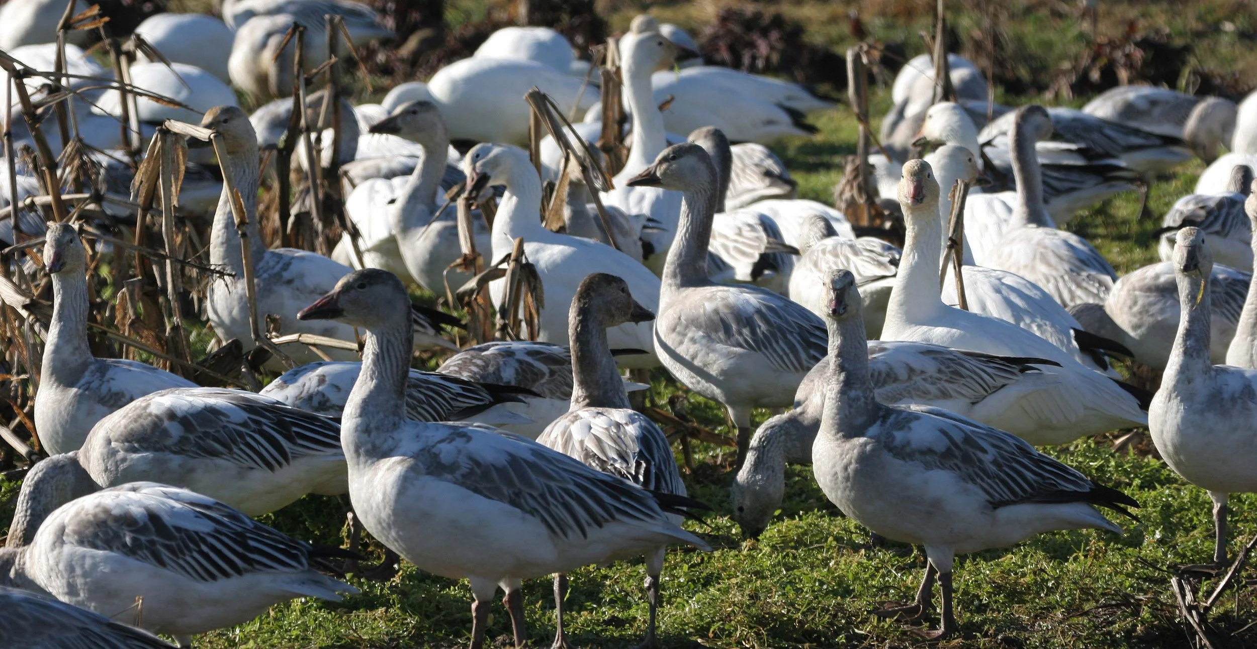 GOOSE - SNOW - Anser caerulescens - SKAGIT VALLEY - MOUNT VERNON WASHINGTON AREA (18).jpg