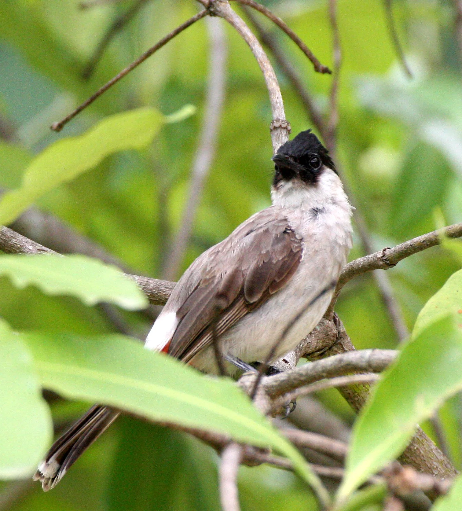BULBUL - SOOTY-HEADED BULBUL - Pycnonotus aurigaster - HUAI KHA KHAENG NWS THAILAND (41).JPG