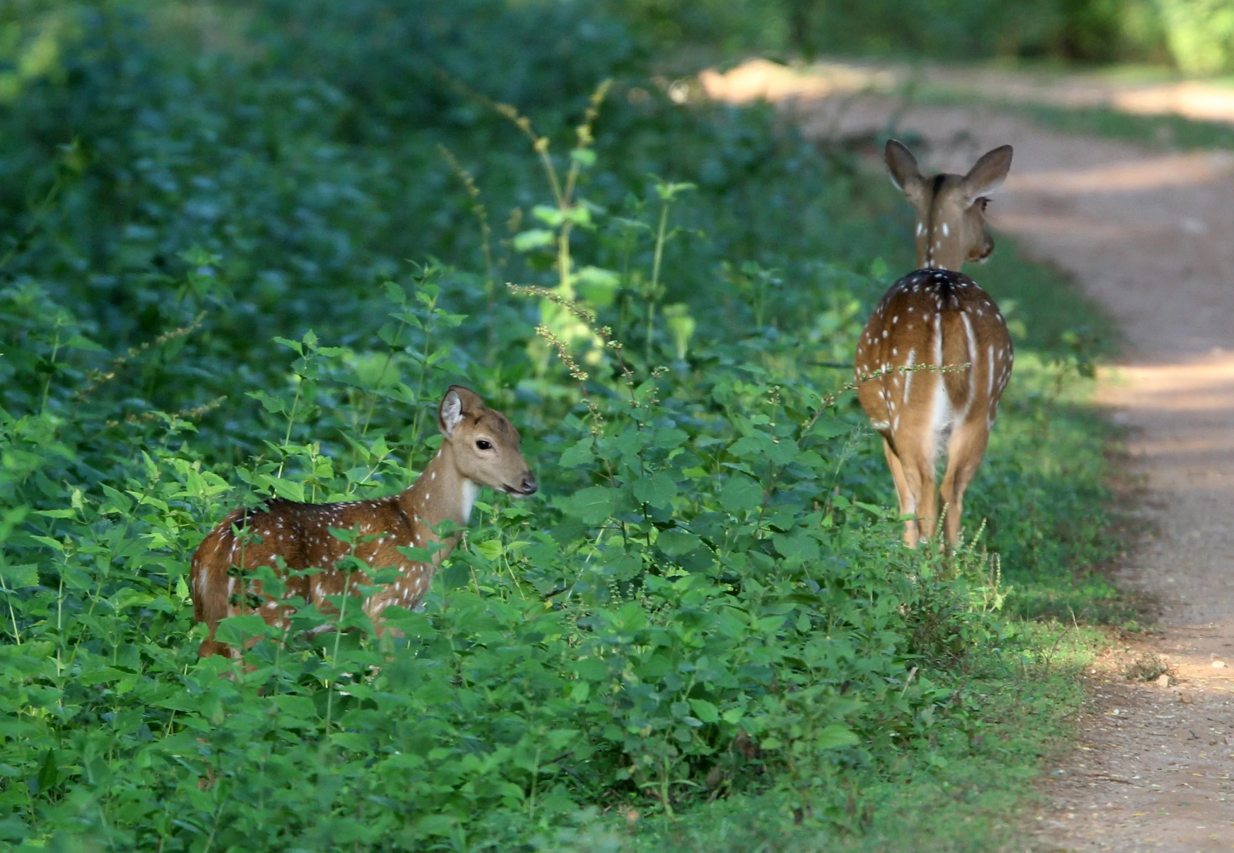 Axis axis ceylonensis - SRI LANKA SPOTTED DEER - UDAWALAWA NATIONAL PARK SRI LANKA (26).JPG