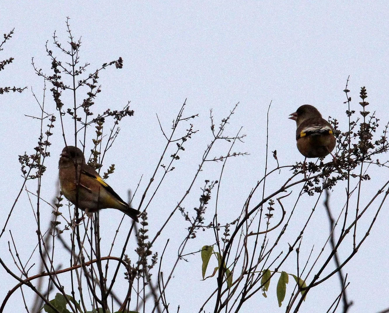 Grey-capped or Oriental Greenfinch (Chloris sinica) Poyang Lake, Jiangxi China (4).JPG