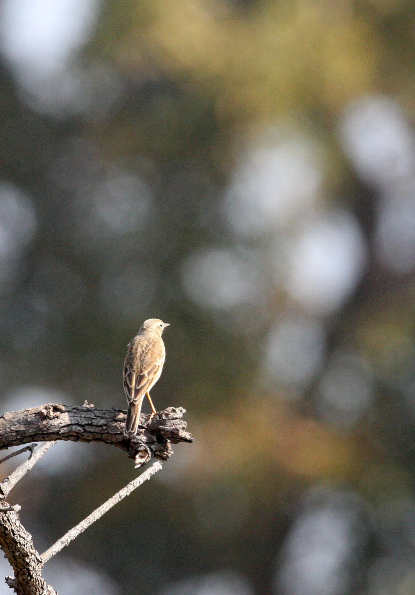 Tawny Pipit (Anthus campestris) CHAMBAL RIVER SANCTUARY INDIA (1).JPG