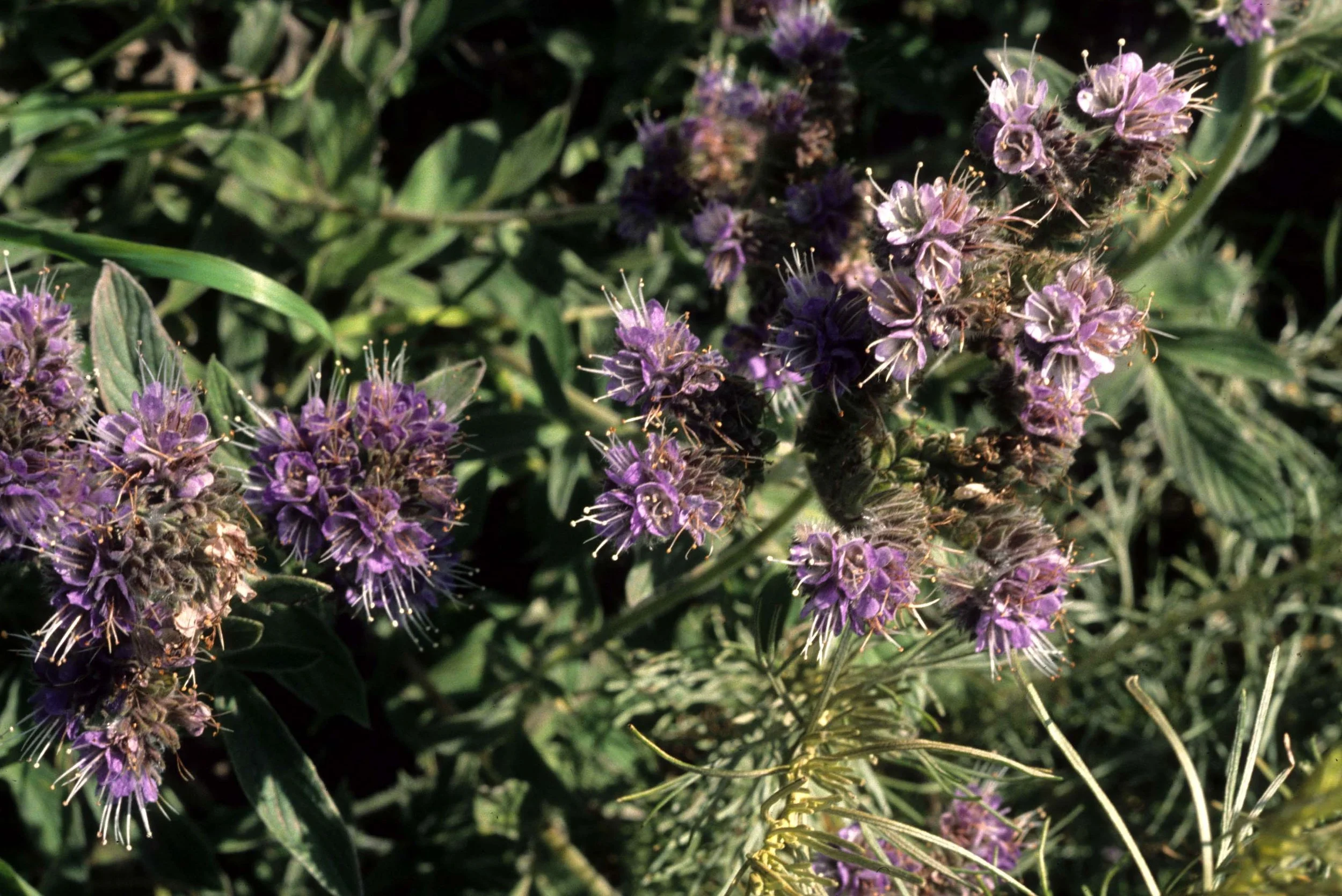 CALIFORNIA - REDWOODS NP - PHACELIA SPECIES.jpg