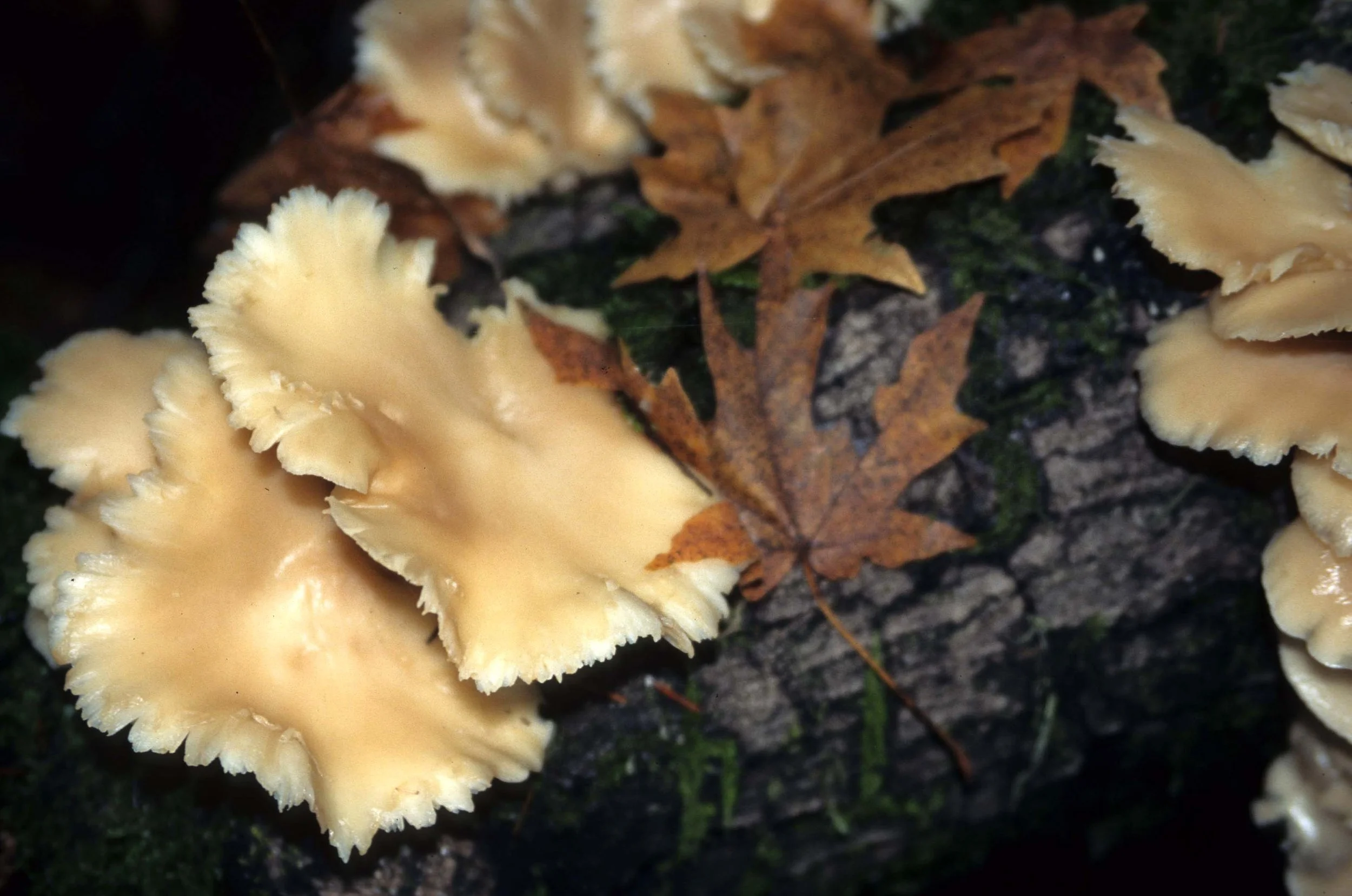 CALIFORNIA - POINT REYES - FUNGUS SPECIES (2).jpg