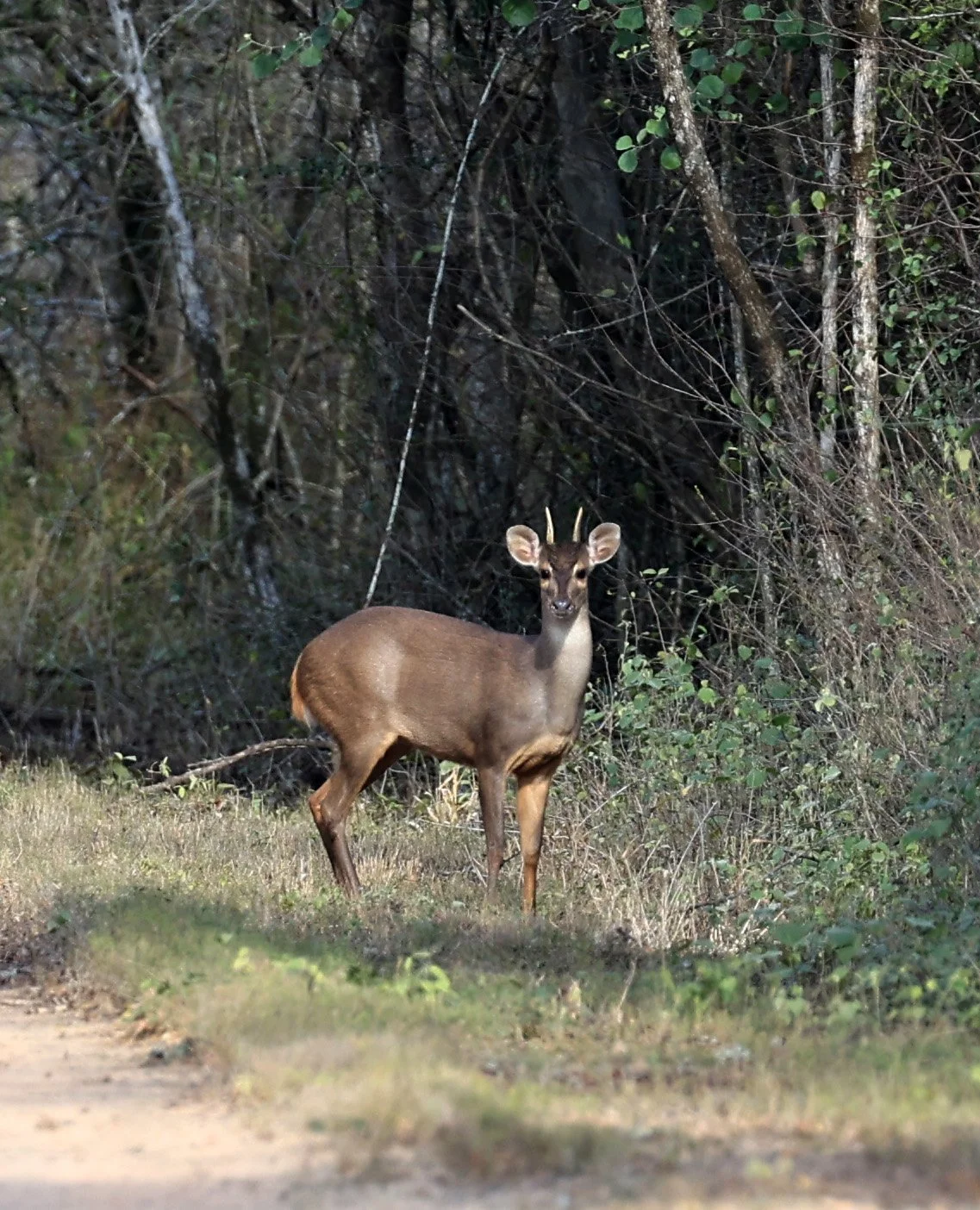 Southern Brown Brocket (Subulo gouazoubira) Selva Serena Natural Reserve (29).jpg
