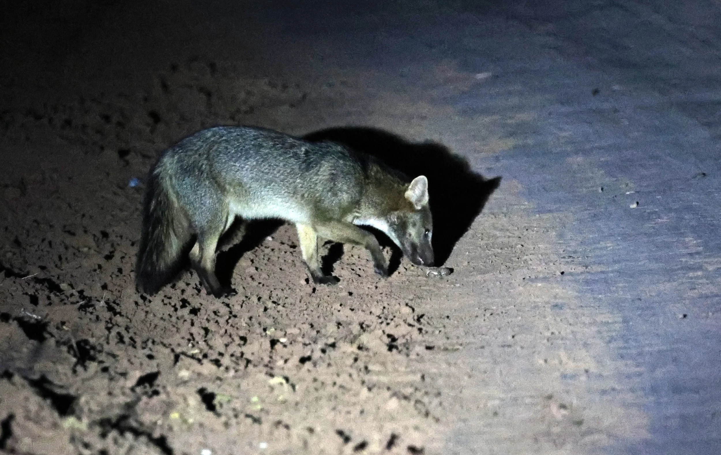 Crab-eating Fox (Cerdocyon thous) Agua Dulce Paraguay (38).jpg