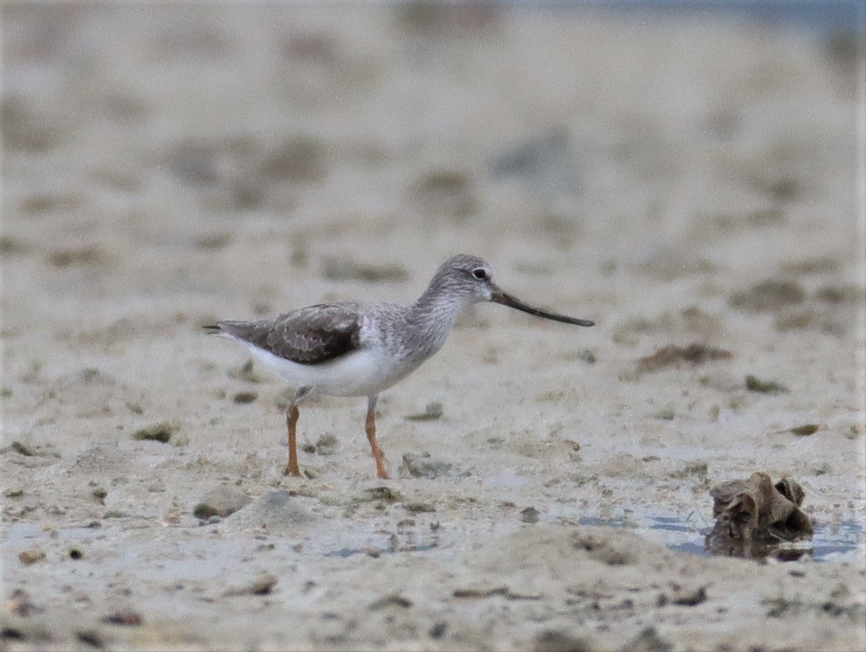 SANDPIPER - TEREK SANDPIPER - Xenus cinereus - LAEM PAKARAM PHANG NGA (1).jpg