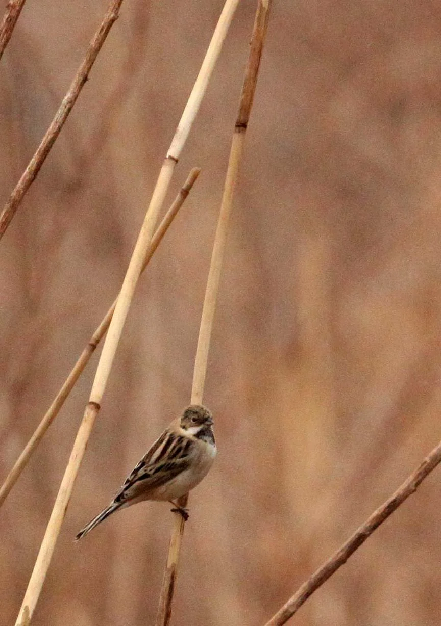 Pallas's (Reed) Bunting (Emberiza pallasi) Yancheng China (3).JPG