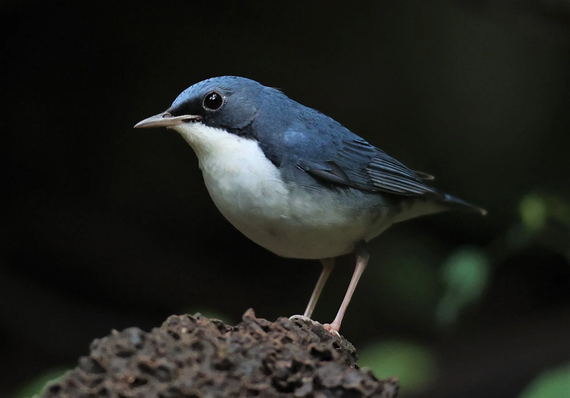 ROBIN - SIBERIAN BLUE ROBIN - Luscinia cyane - DOI INTHANON NP CHIANG MAI, DEC 2021 (16).JPG