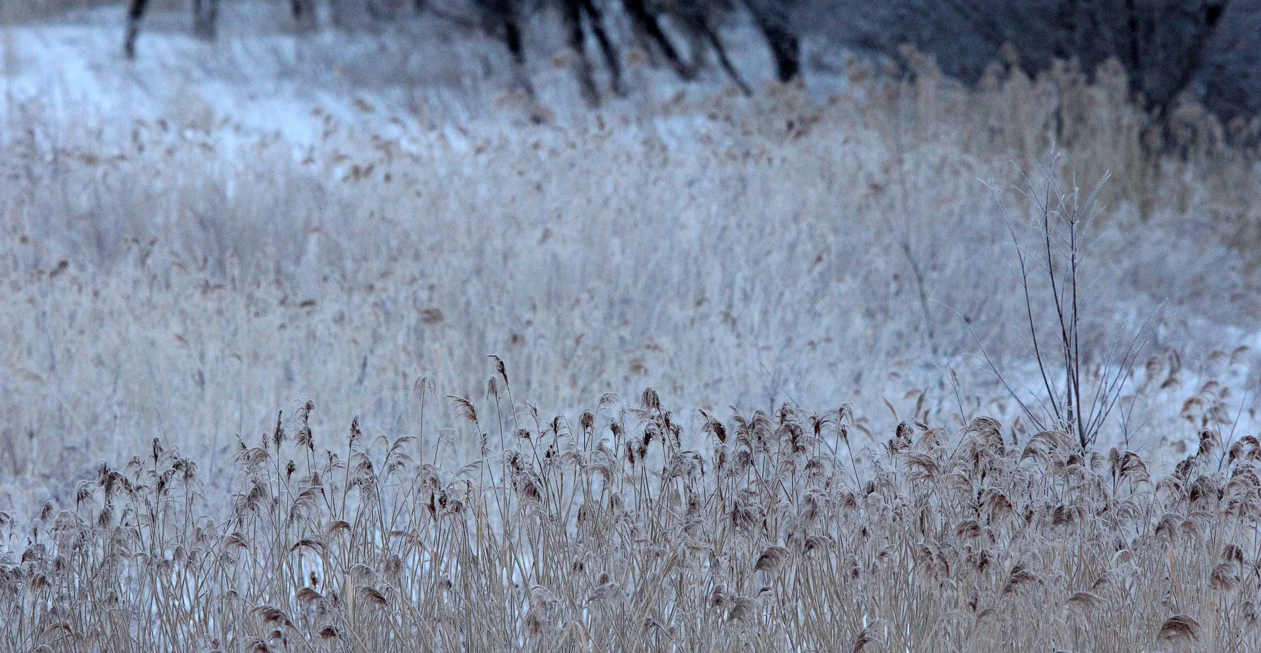 OTOWABASHI SETSUGAWA - TSURUI TOWN - HOKKAIDO JAPAN (14).JPG