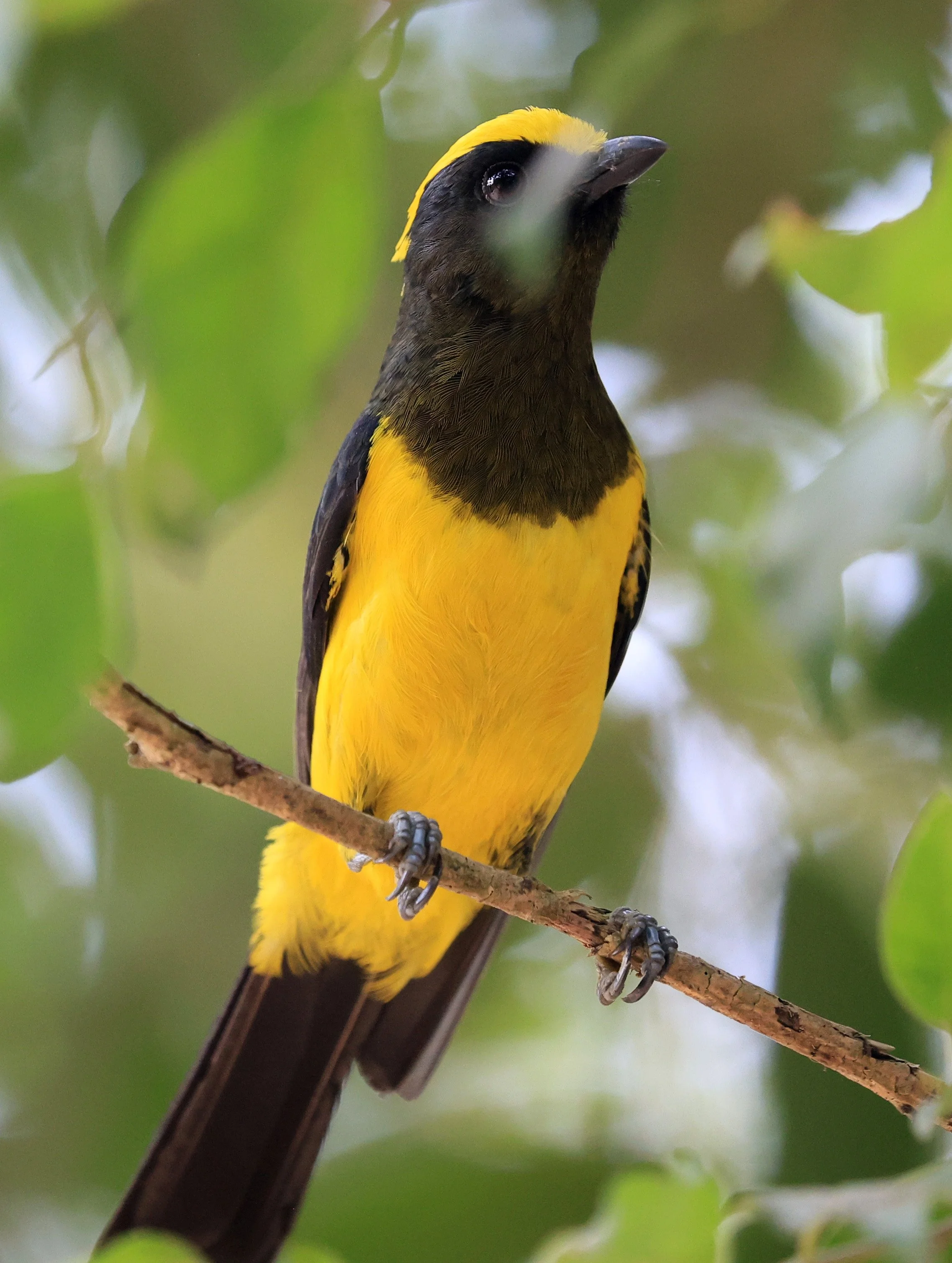 Sultan Tit (Melanochlora sultanea) Kaeng Krachan National Park ESS Expedition 2026(36).jpg