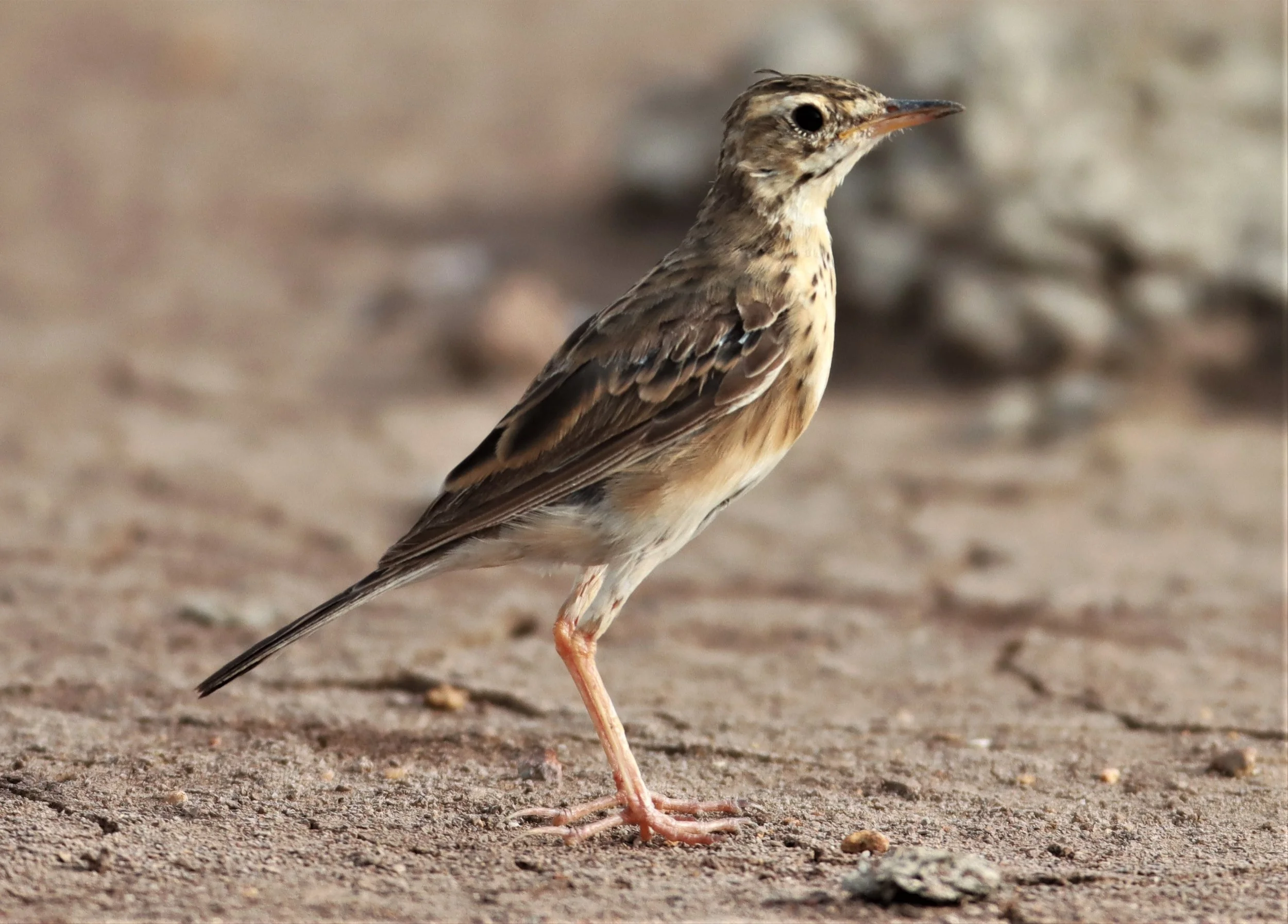 Paddyfield Pipit (Anthus rufulus) BANG KHAEM NAKHON PATHOM (2).jpg
