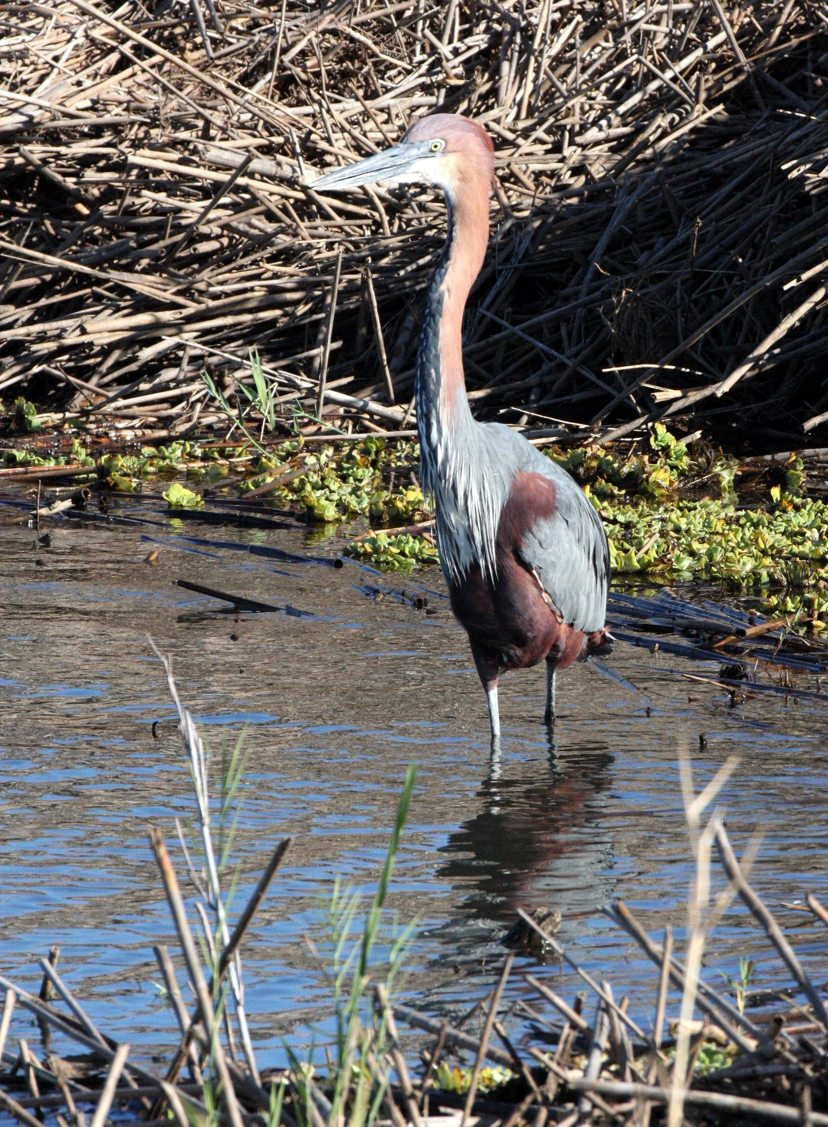 HERON - GOLIATH HERON - Ardea goliath - KRUGER NATIONAL PARK SOUTH AFRICA (13).JPG