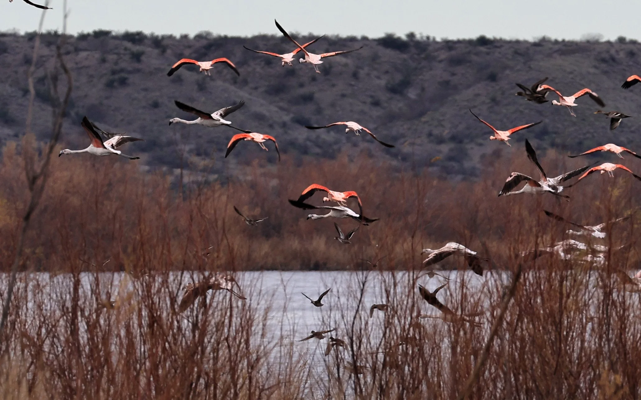 Chilean Flamingo (Phoenicopterus chilensis) Lagunas del Ornitólogo, Trelew Argentina (60).jpg