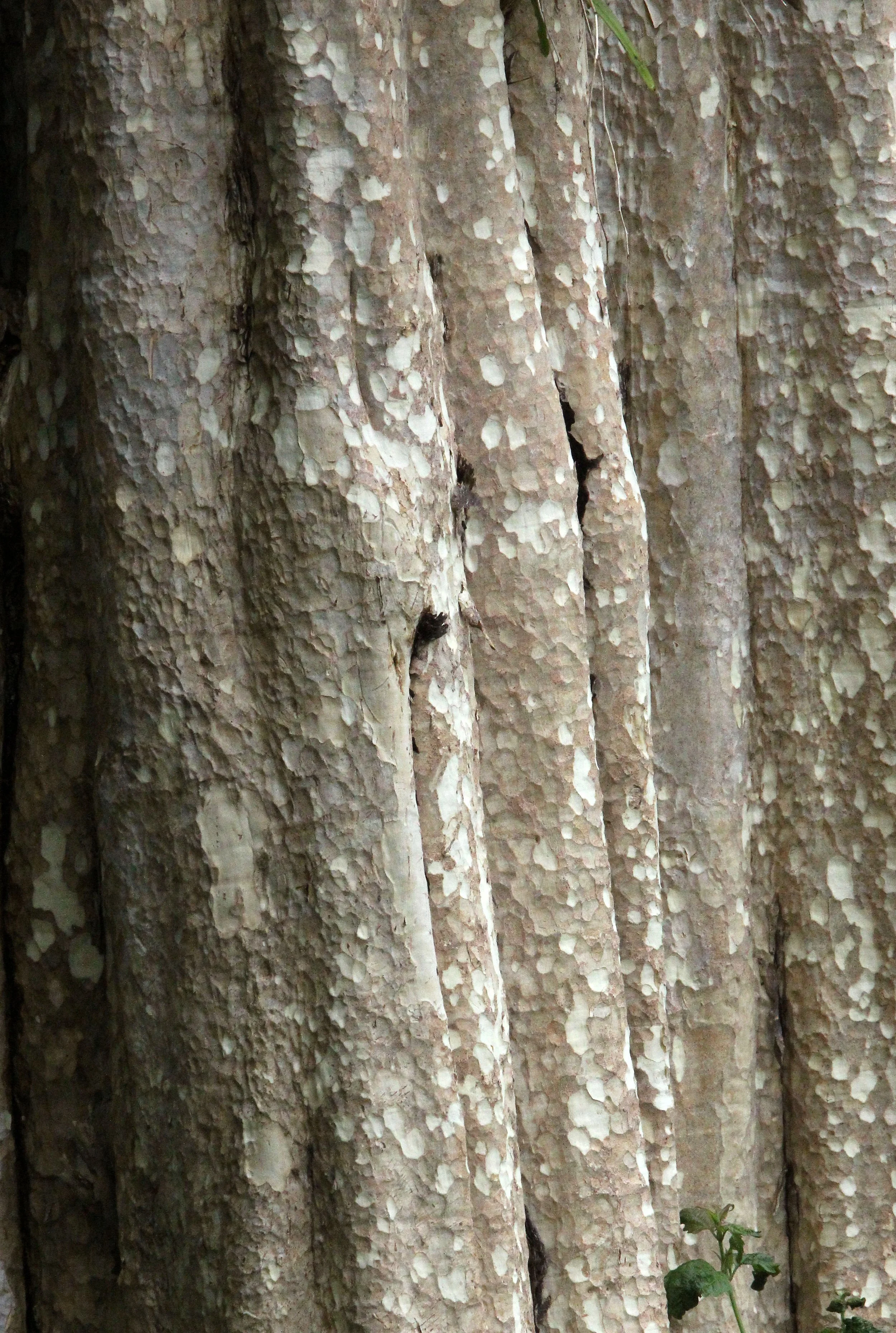 2017 Phu Khieo Wildlife Sanctuary  (10).JPG