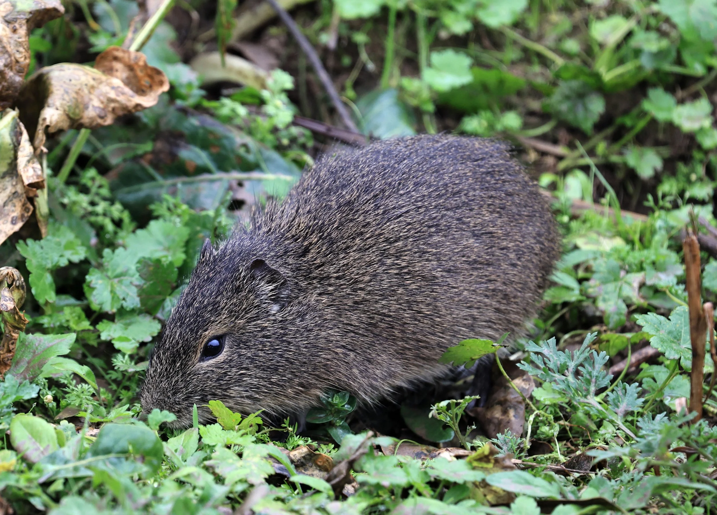 Brazilian Guinea Pig or Cavy (Cavia aperea) Reserva Natural Ceibas, Entre Rios, Argentina (190).jpg