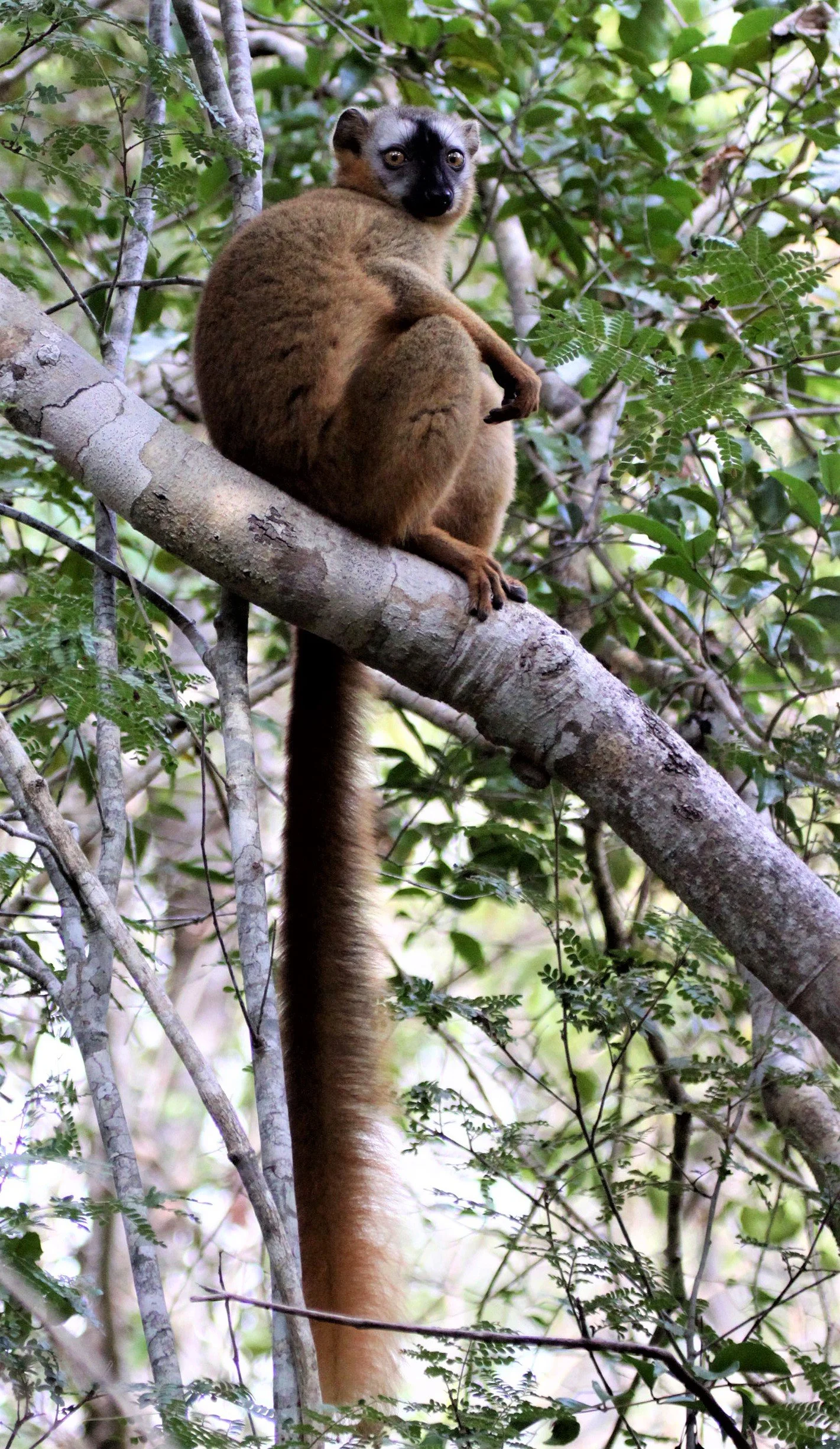 LEMURIDAE - Eulemur rufus -  RUFOUS BROWN LEMUR - KIRINDY NATIONAL PARK MADAGASCAR aa2.jpg