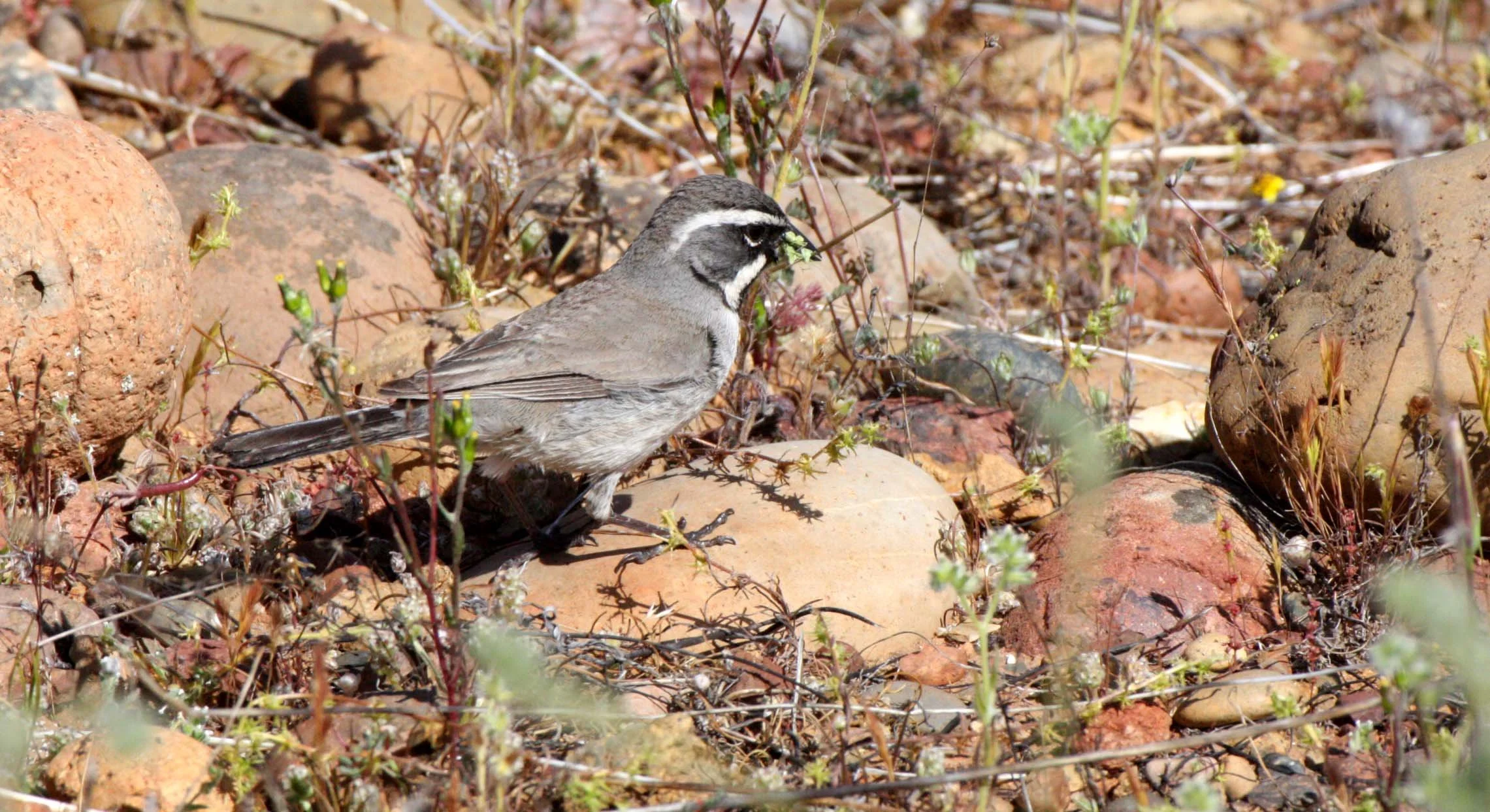 Black-throated Sparrow (Amphispiza bilineata) Catavina Desert Baja Mexico (7).JPG