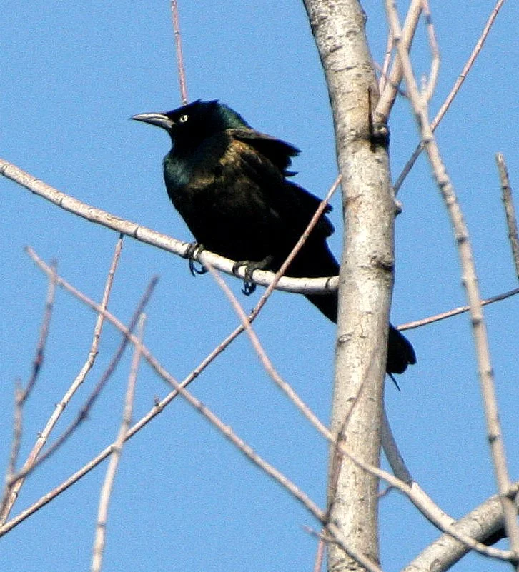 Common Grackle (Quiscalus quiscula) West Chicago Marsh Illinois (7).jpg