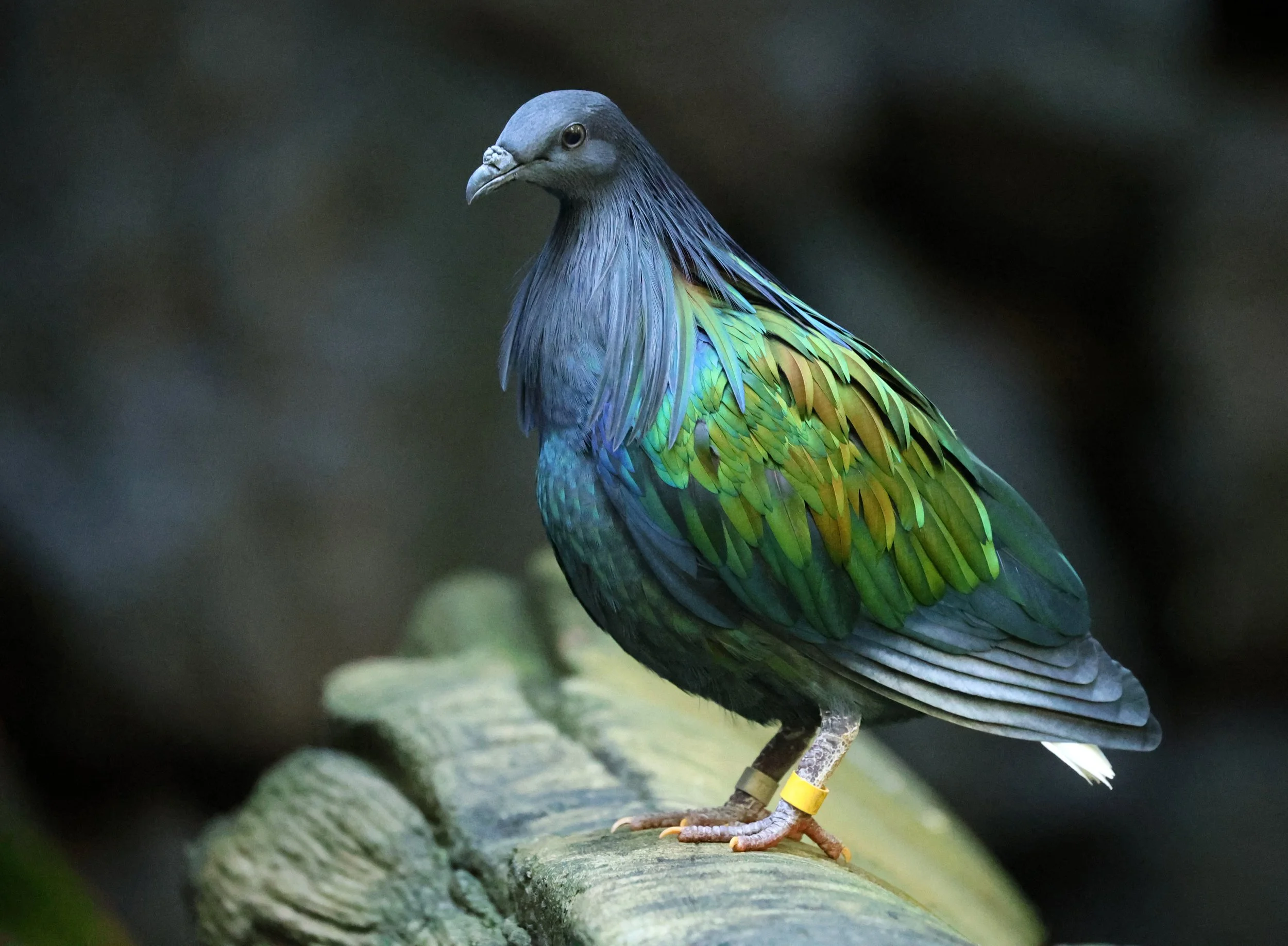Nicobar Pigeon (Caloenas nicobarica) Koala Trail Road and Locations South of Brisbane - Queensland (11).jpg
