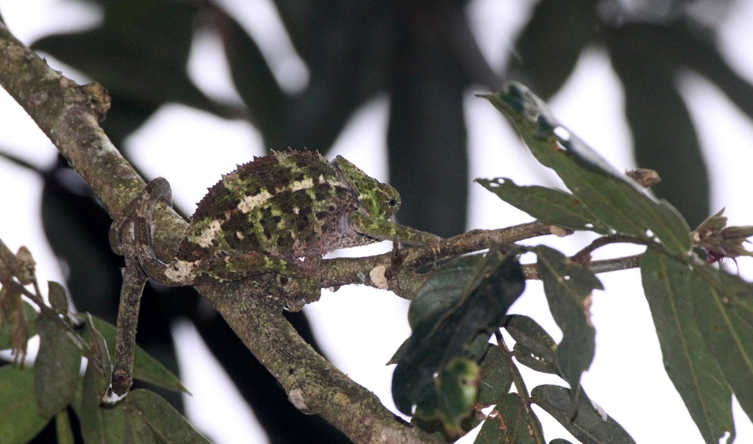 Furcifer lateralis - CARPET CHAMELEON - RANOMAFANA NATIONAL PARK MADGASCAR (2).JPG