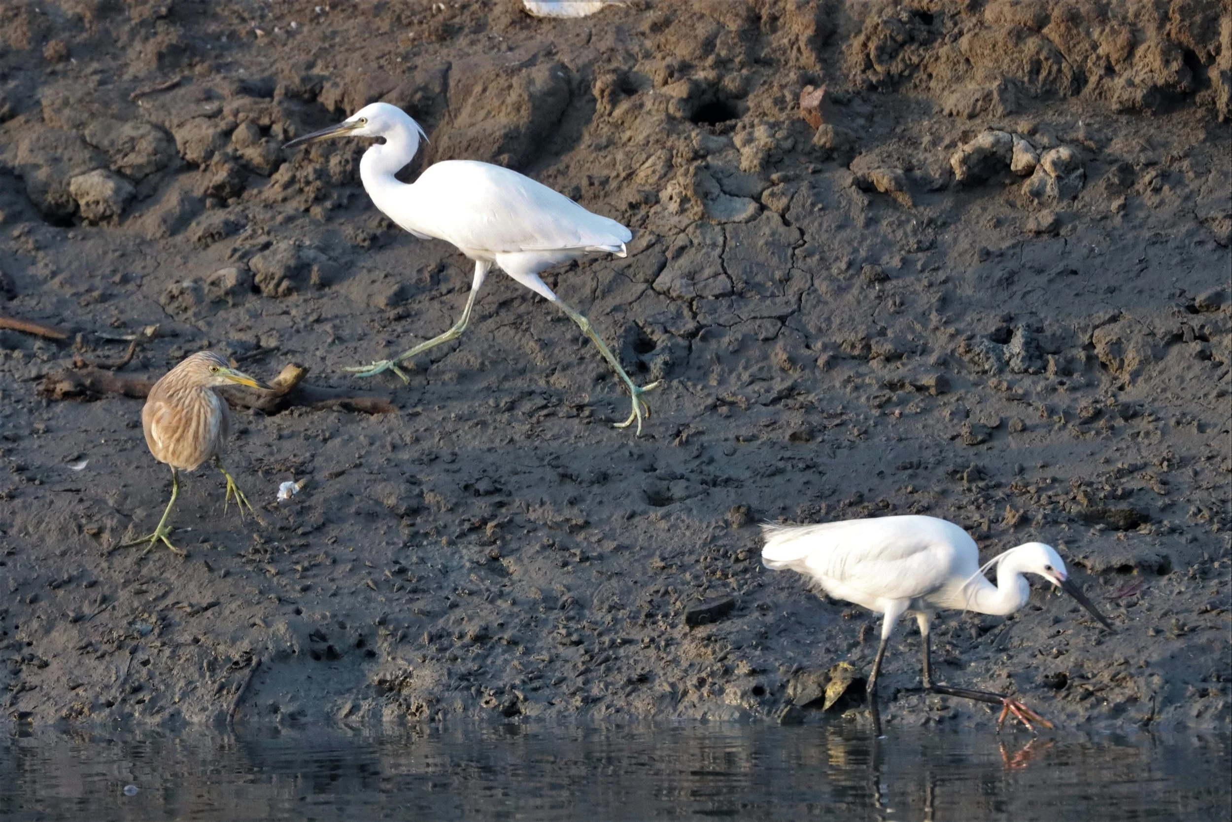 EGRET - CHINESE EGRET - Egretta eulophotes - LAEM PAK BIA PETBURI (23).jpg