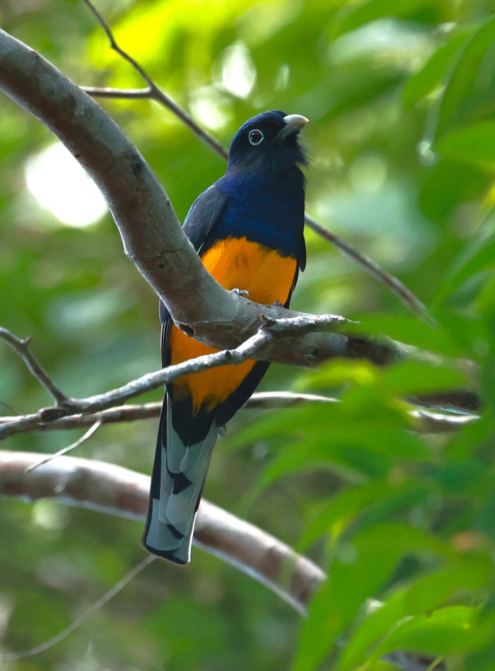 Trogon - Green-backed Trogon - Trogon viridis - Illeus, Bahia Brazil, Una Township Area (9).JPG