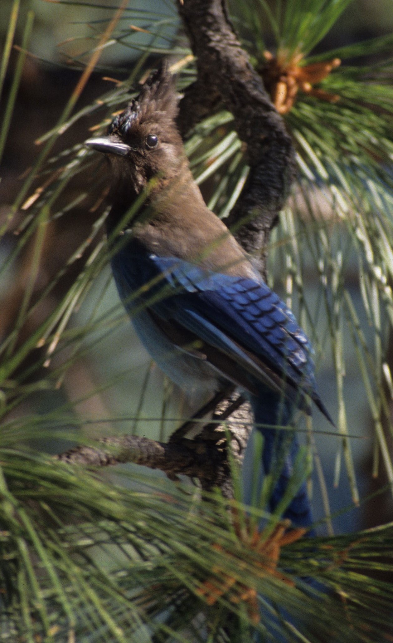 BIRD - JAY - STELLERS - EAST SIDE A1.jpg
