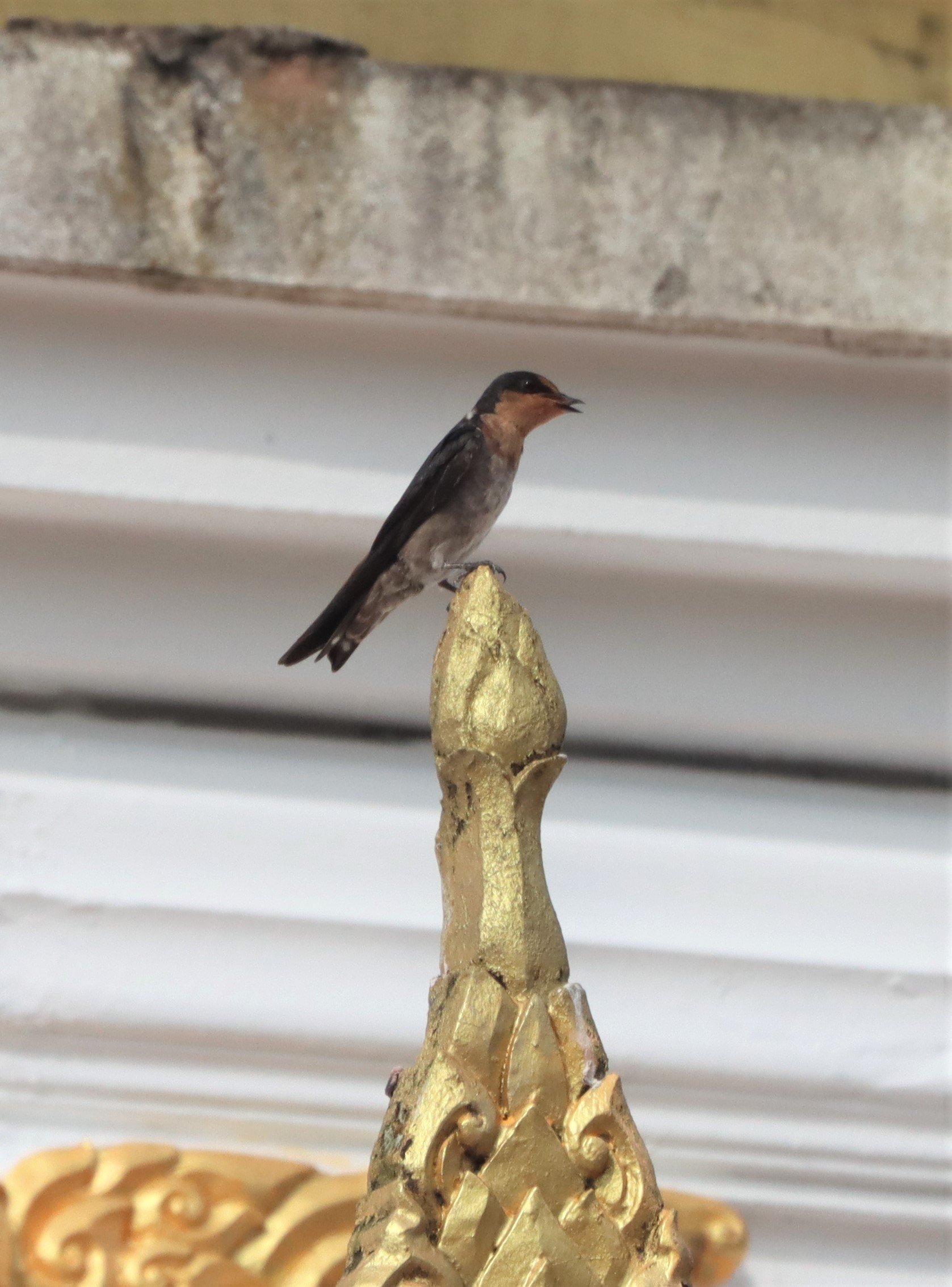 Barn Swallow (Hirundo rustica) Hala Bala NR Thailand (2).jpg