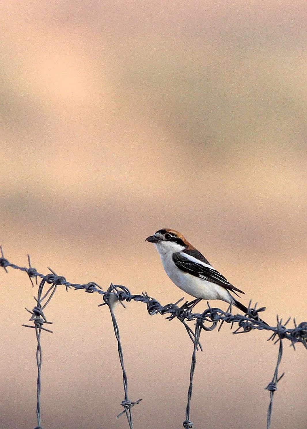Red-backed Shrike (Lanius collurio) Bouhedma NP Tunisia (4).JPG