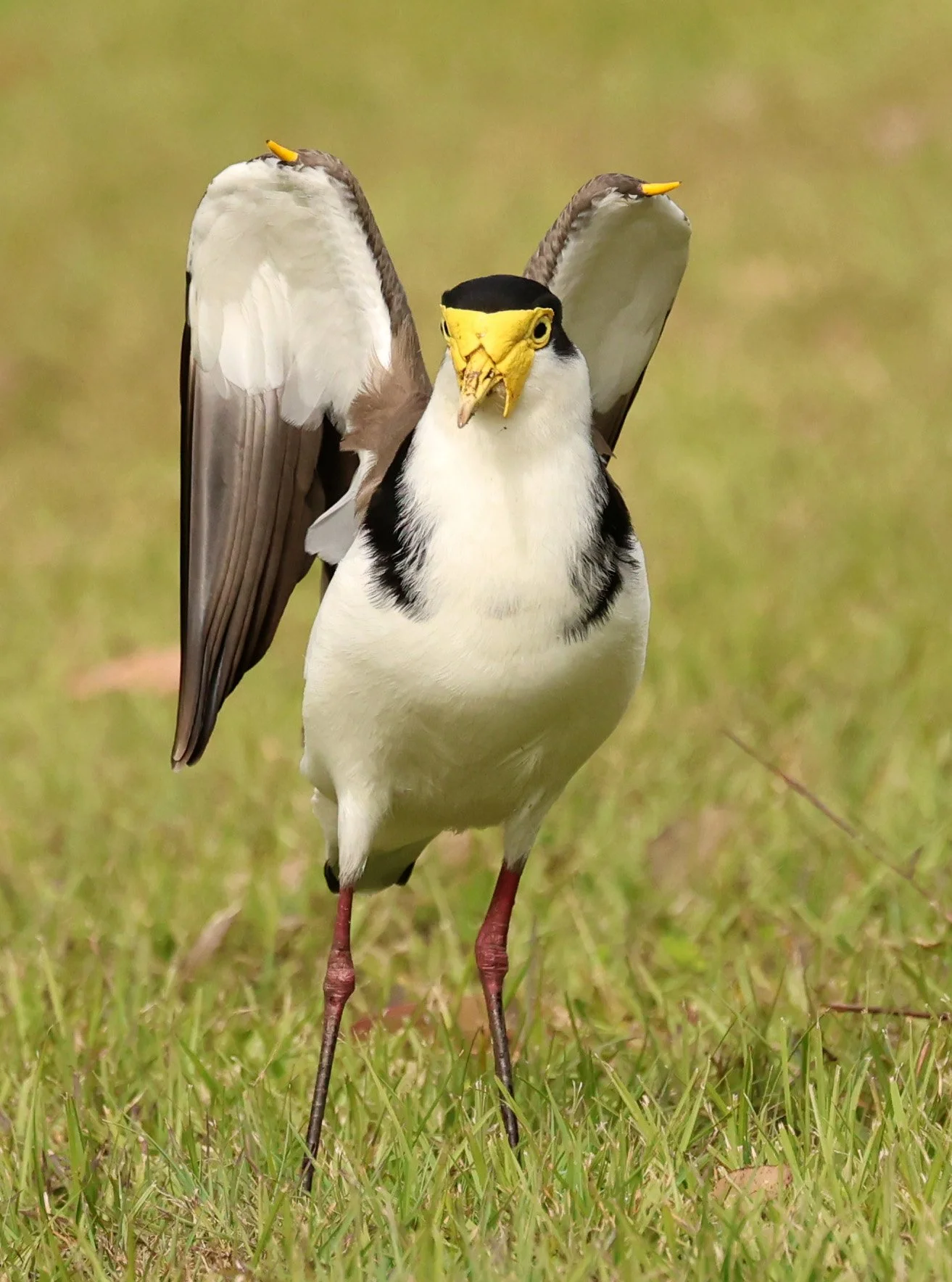 Masked Lapwing (Vanellus miles) Canungra near Lamington NP - Queensland (28).jpg