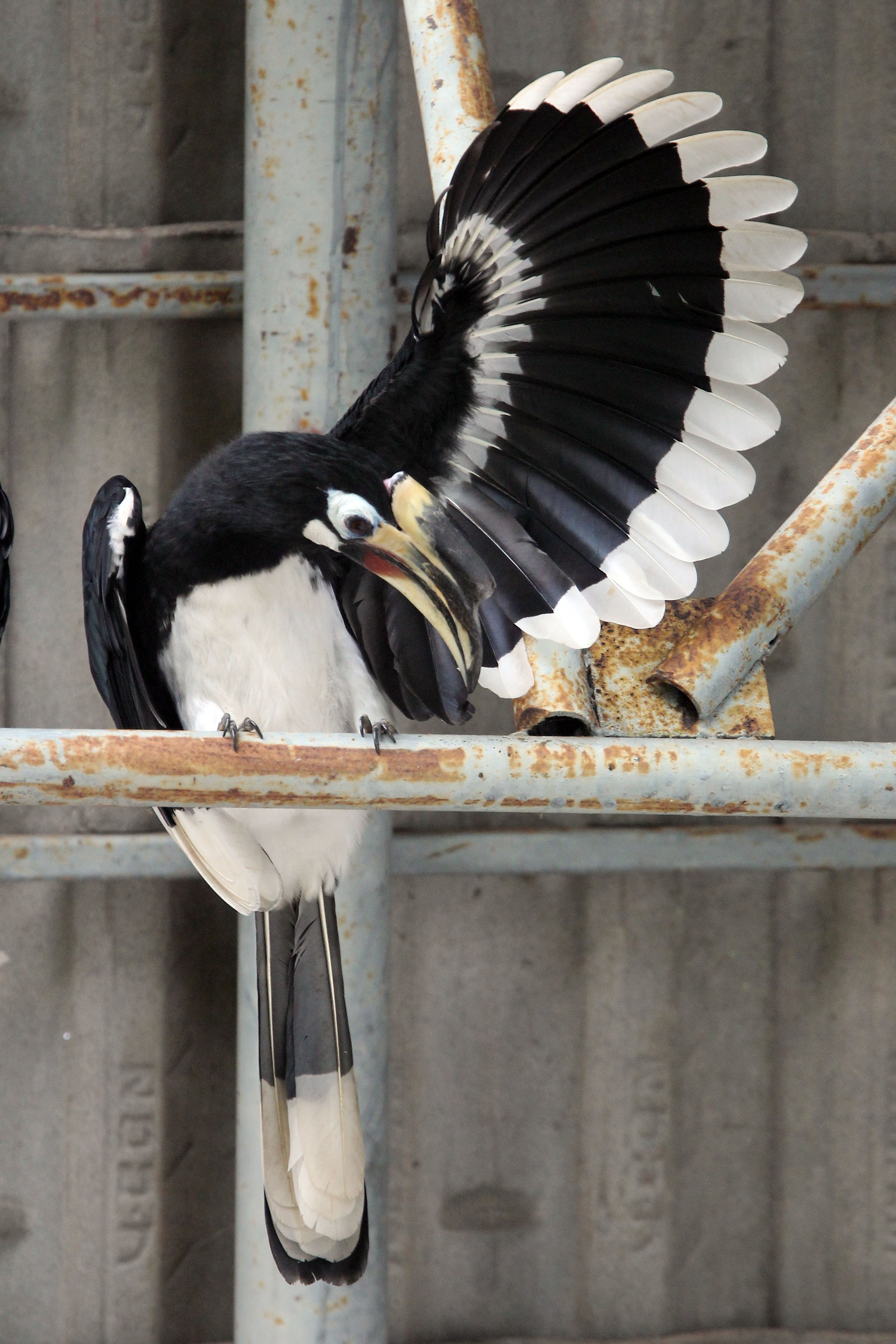 Oriental Pied Hornbill (Anthracoceros albirostris)