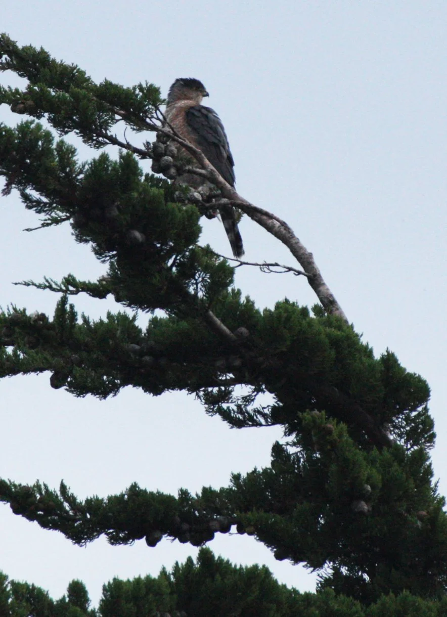 Accipiter cooperii - COOPERS HAWK - SEQUIM PRAIRIE (8).JPG