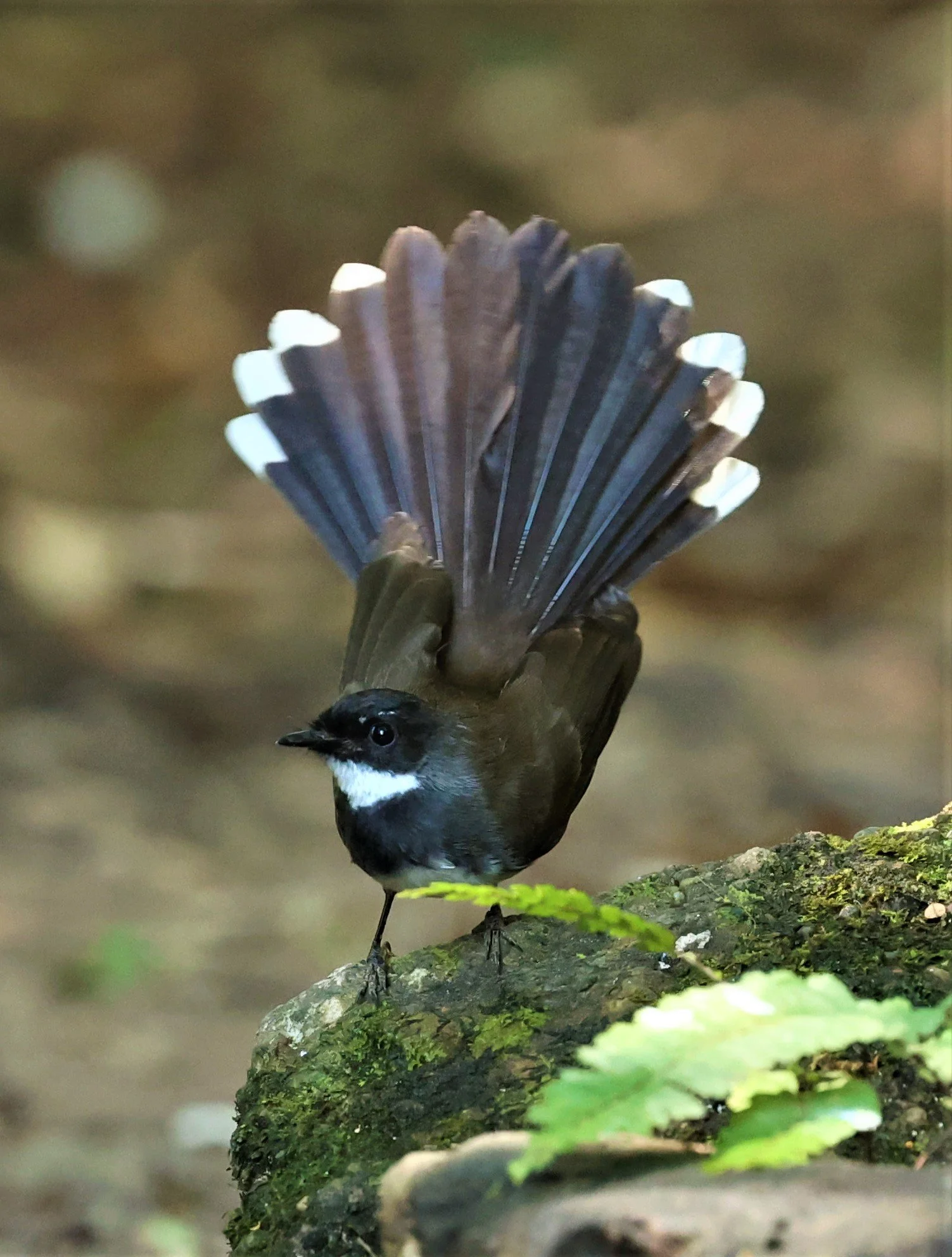 FANTAIL - PIED FANTAIL - Rhipidura javanica - PETCHABURI PROVINCE - NUY HIDE NEAR KAENG KRACHAN JAN 2022 (8).jpg