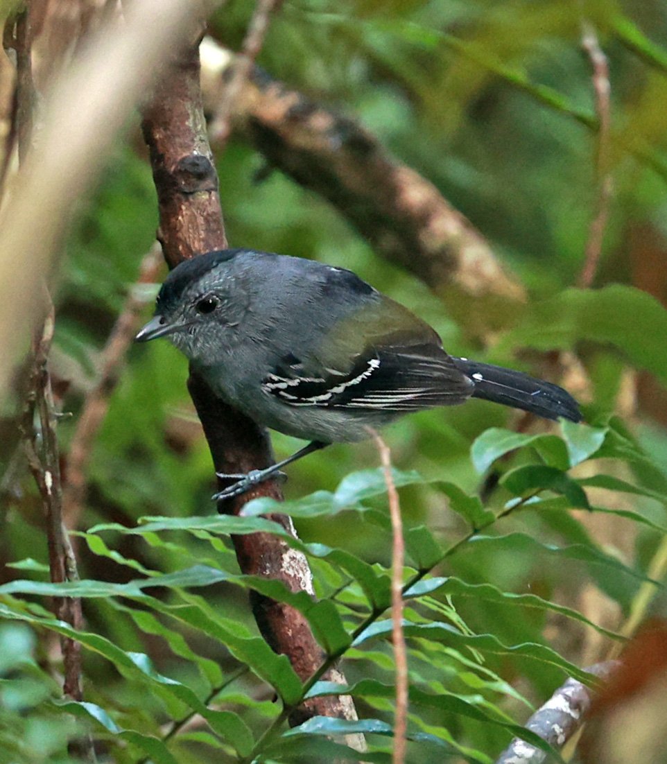 Variable Antshrike (Thamnophilus caerulescens) Superagui National Park, Brazil (1).jpg