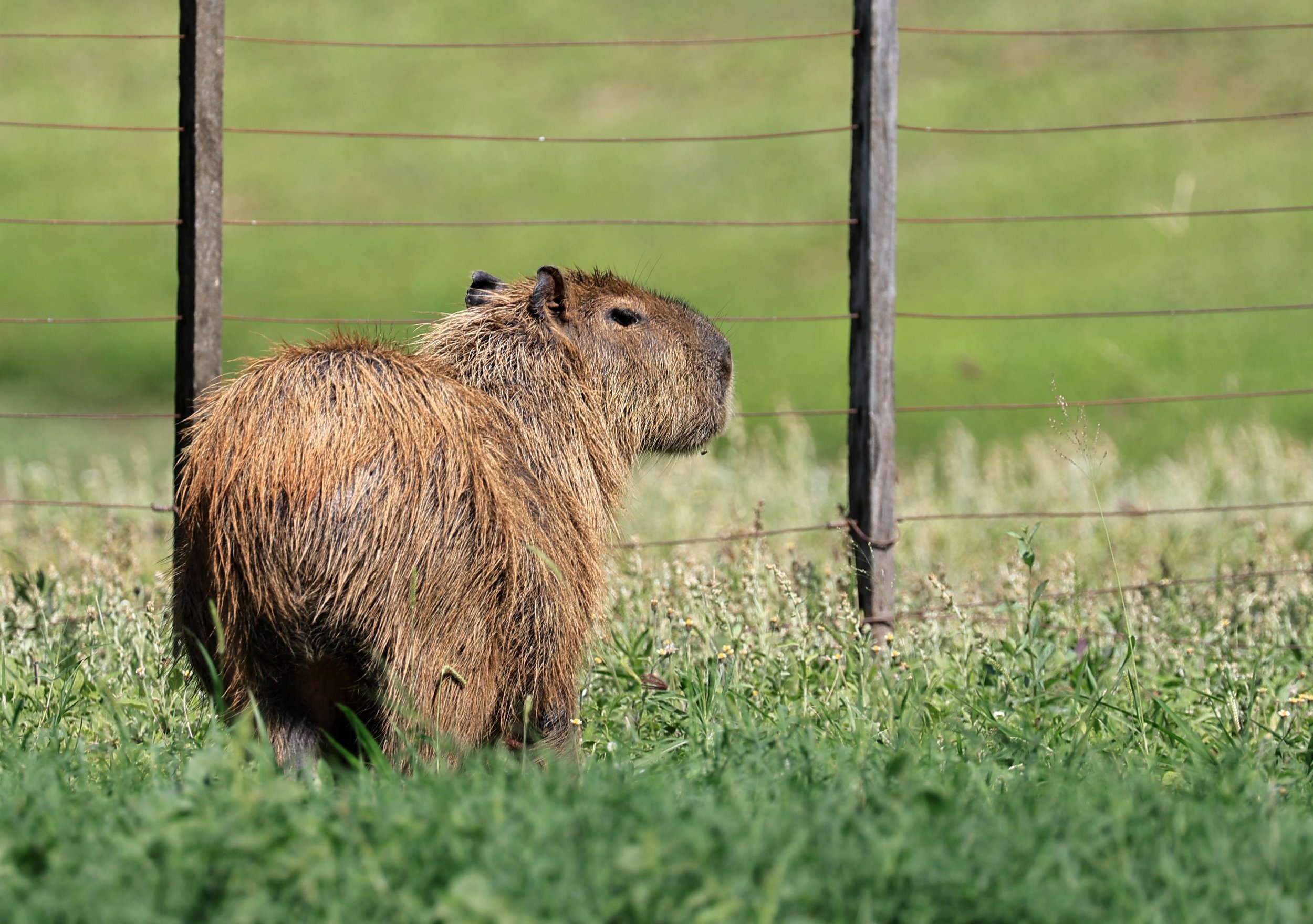 Capybara (Hydrochoerus hydrochaeris) Loma Plata Paraguay - Brunnen Strasse (38).jpg