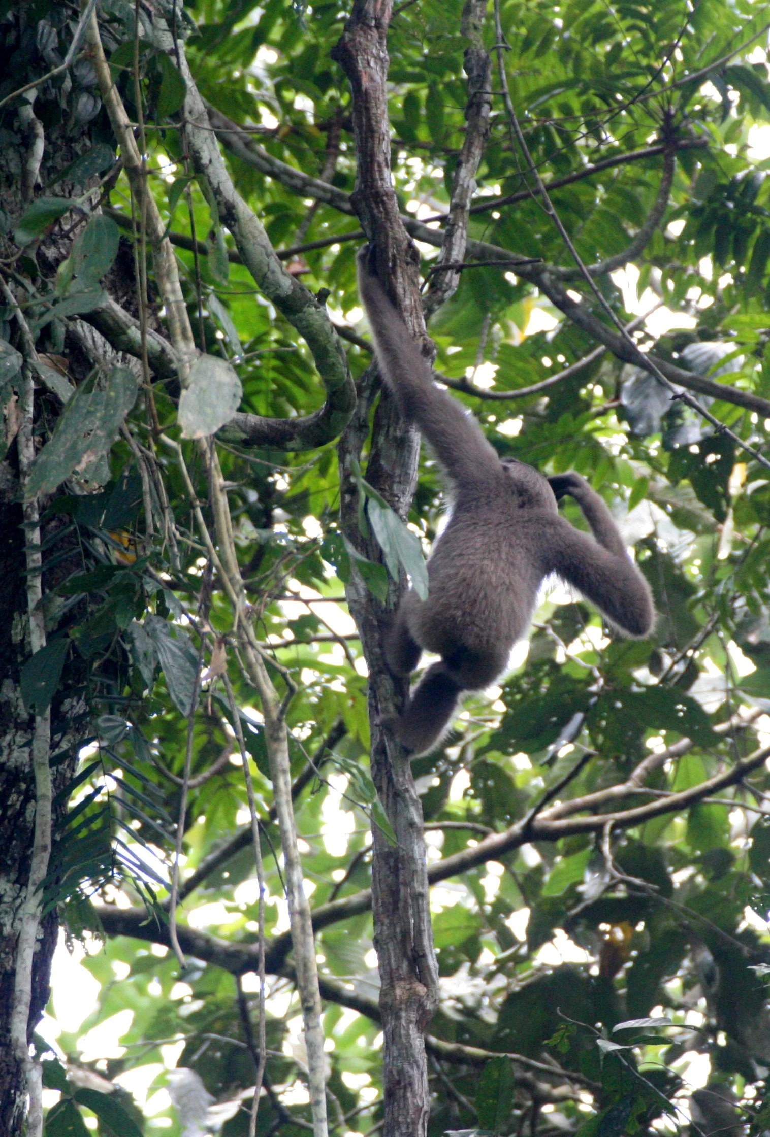 HYLOBATIDAE - Hylobates muelleri - MUELLER'S (GRAY) GIBBON - TABIN WILDLIFE RESERVE  (24).JPG